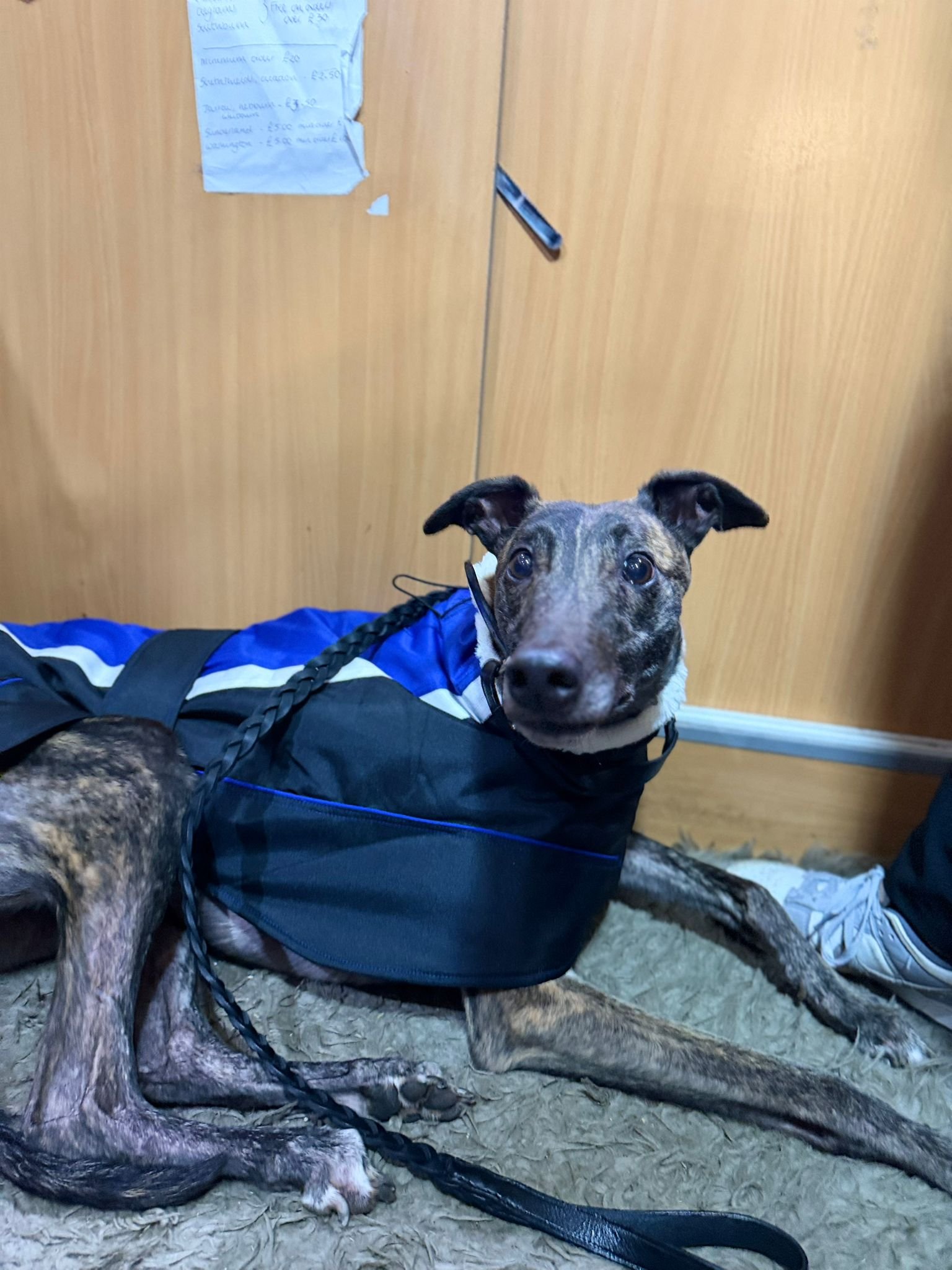 Clareabby Rebel (Rebel) 2.jpg