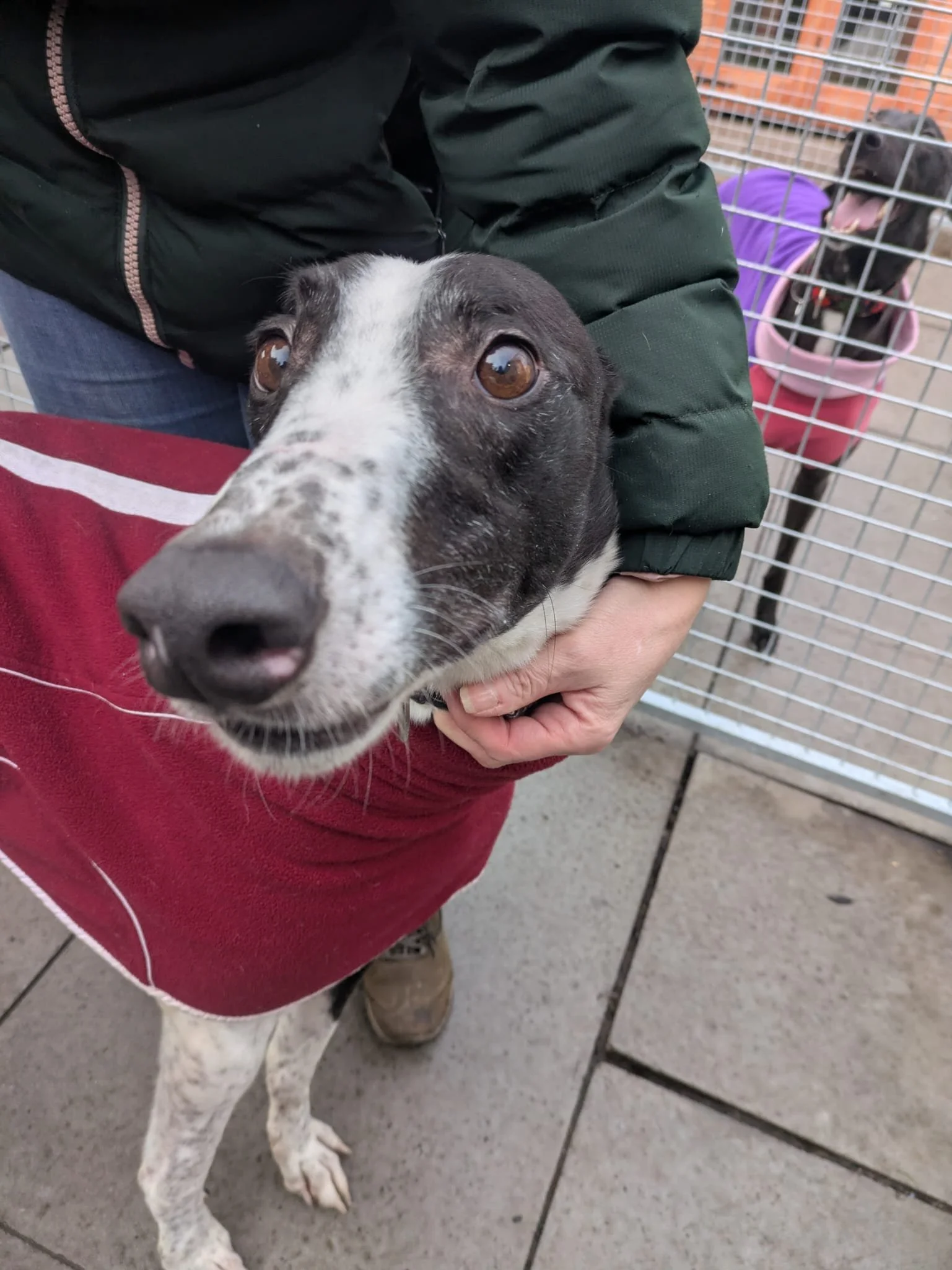 Annadown Turbo (Turbo)