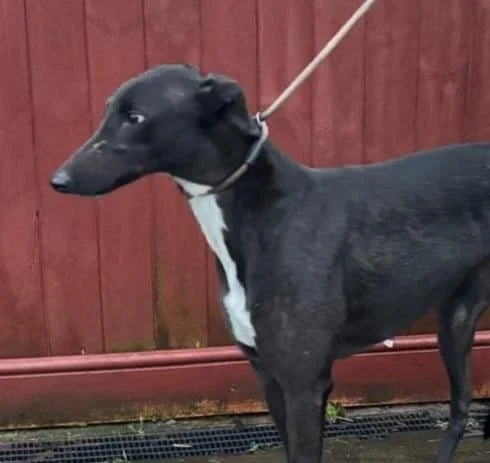 Gale Force Two ( Gail )