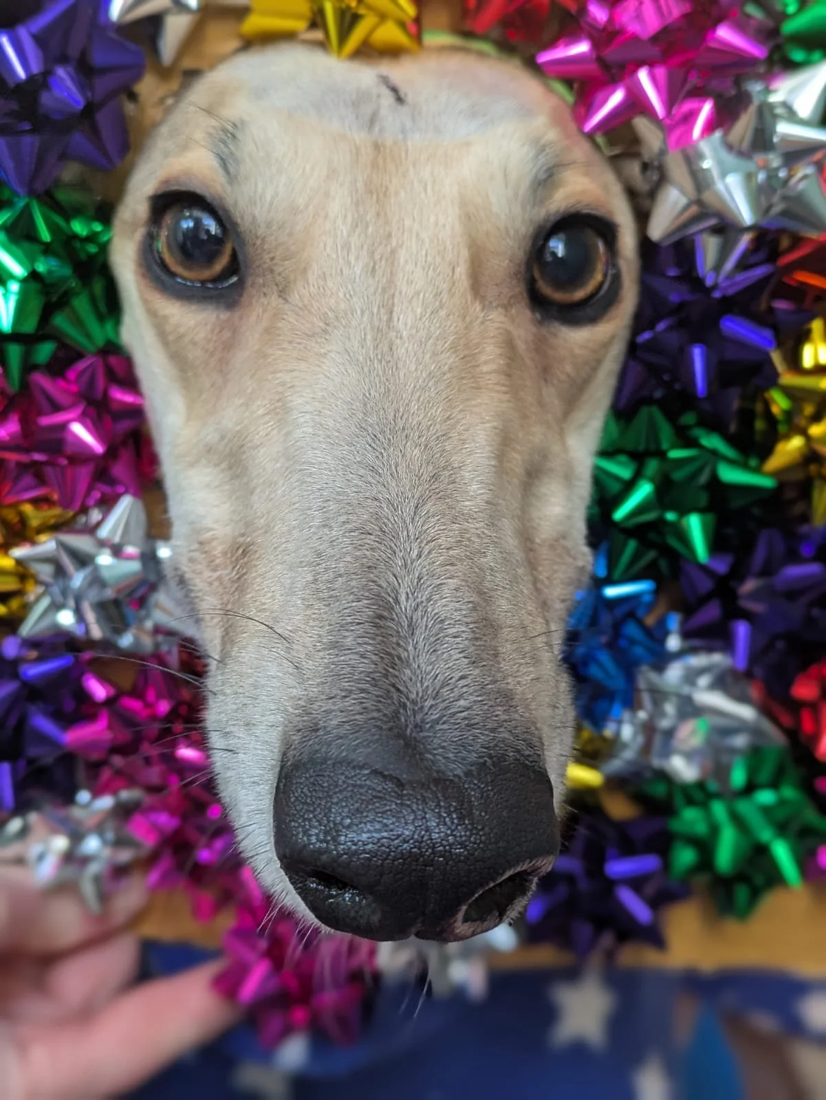 Rockbarton Aggie (Aggie)