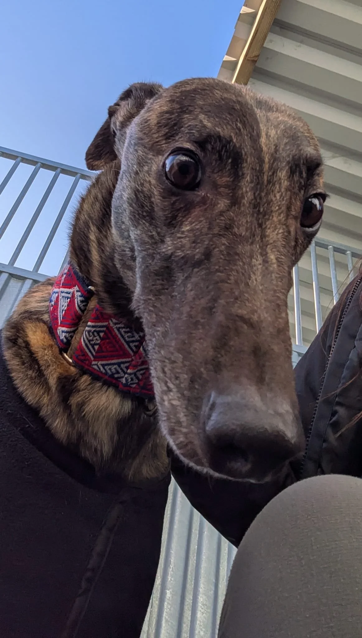 Clareabbey Rebel (Rebel)