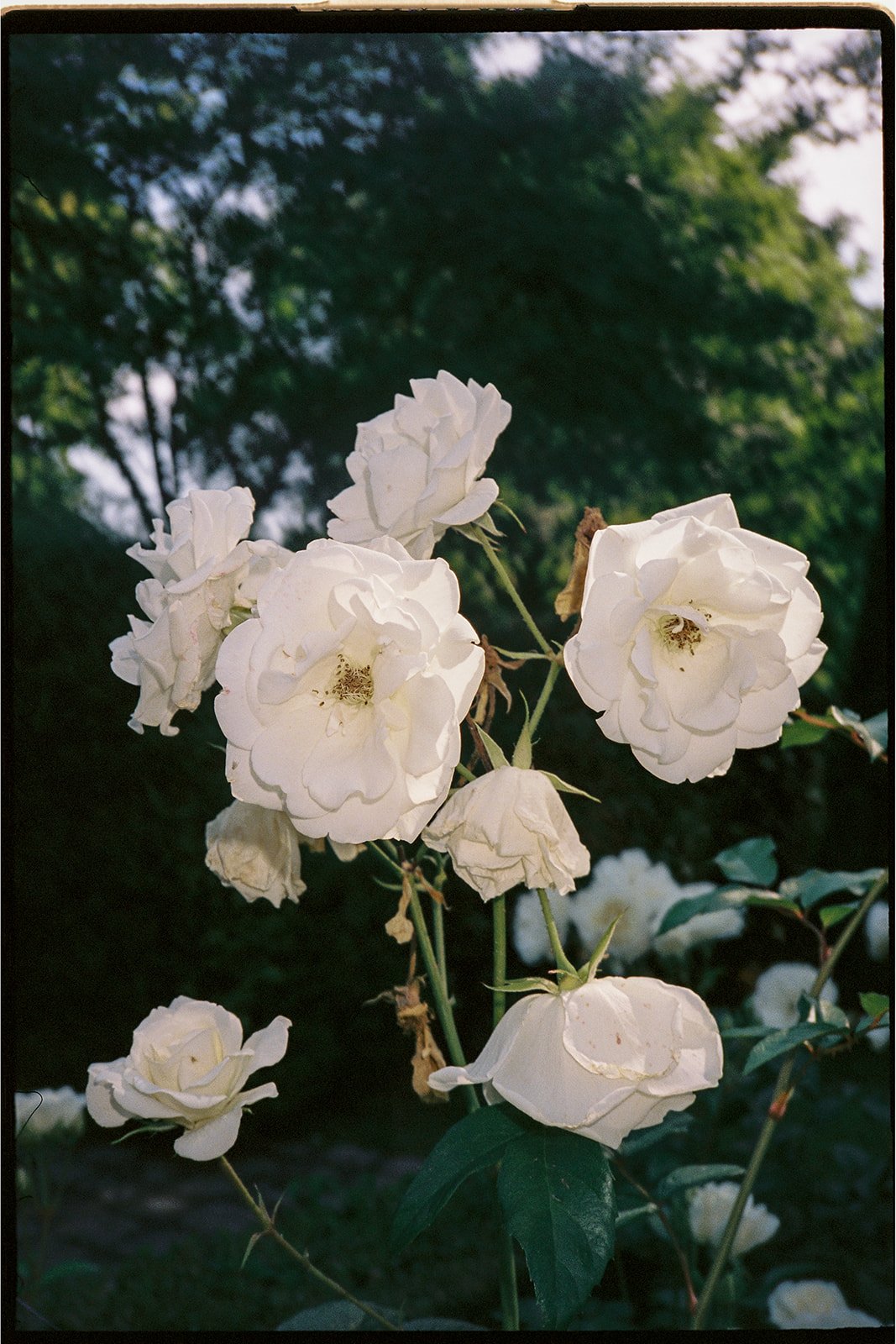 MalouVonBaumhauer - Wedding Kasteel Hoogenweerth_R_P analoog-3.jpg