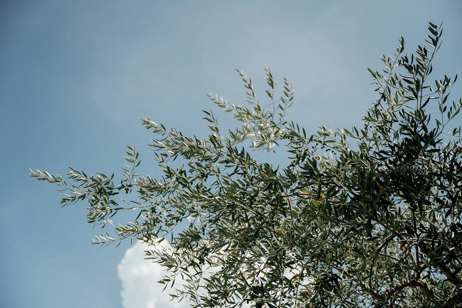 MalouVonBaumhauer - Tuscany wedding L_A-190.jpg