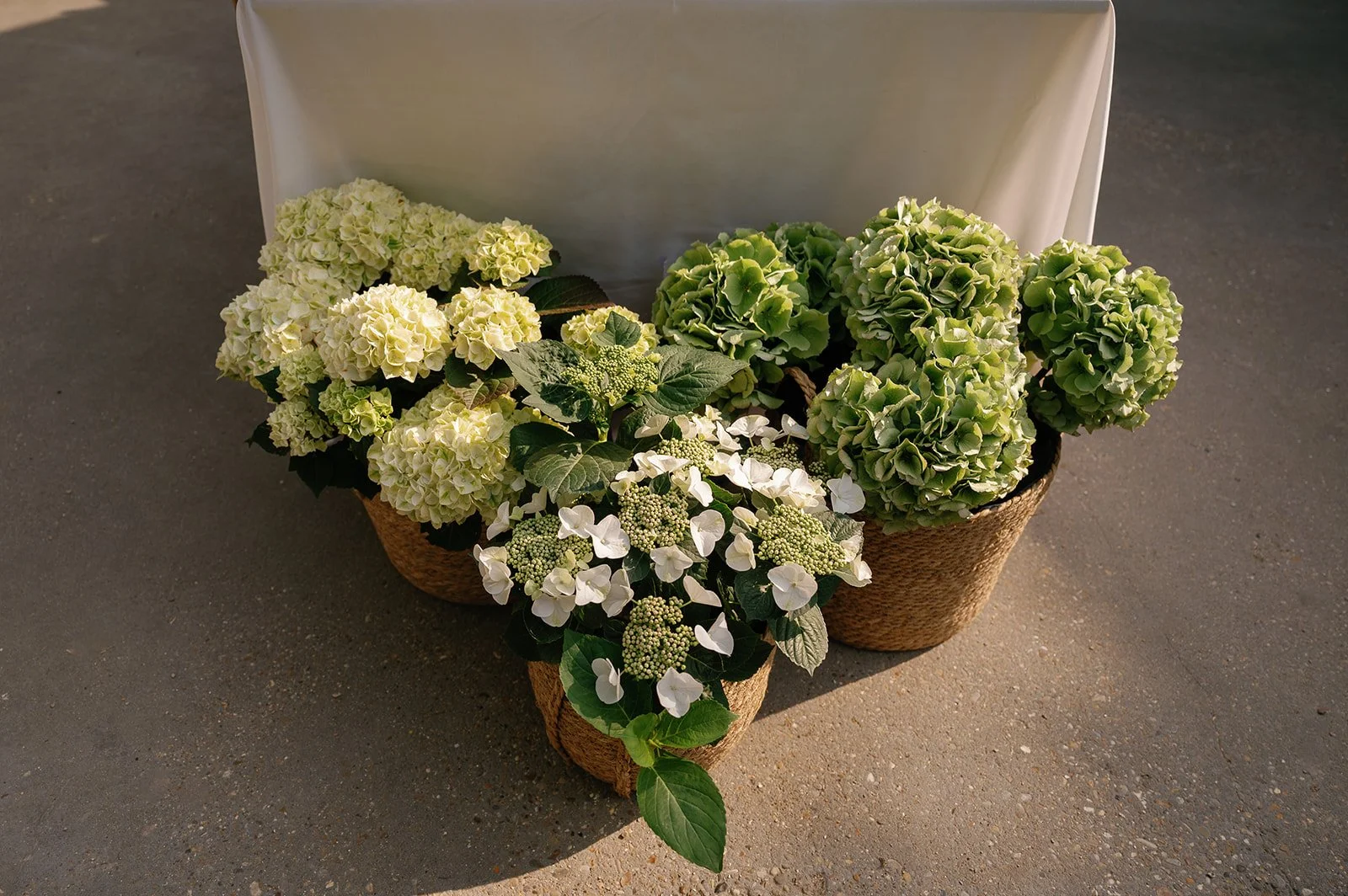 MVB - wedding H_C  325.jpg