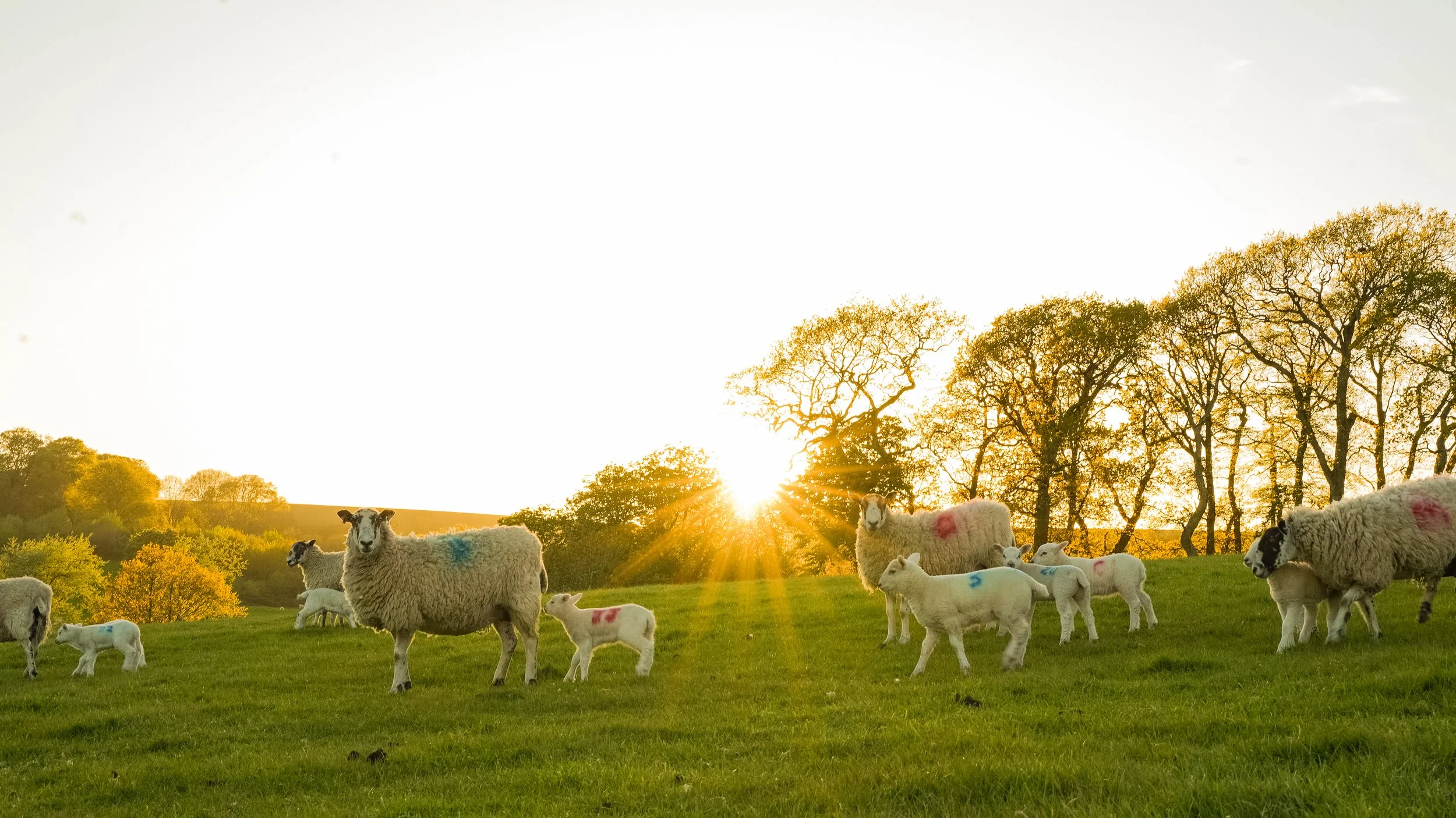 A flock of sheep grazing on a green field during sunset with trees in the background.