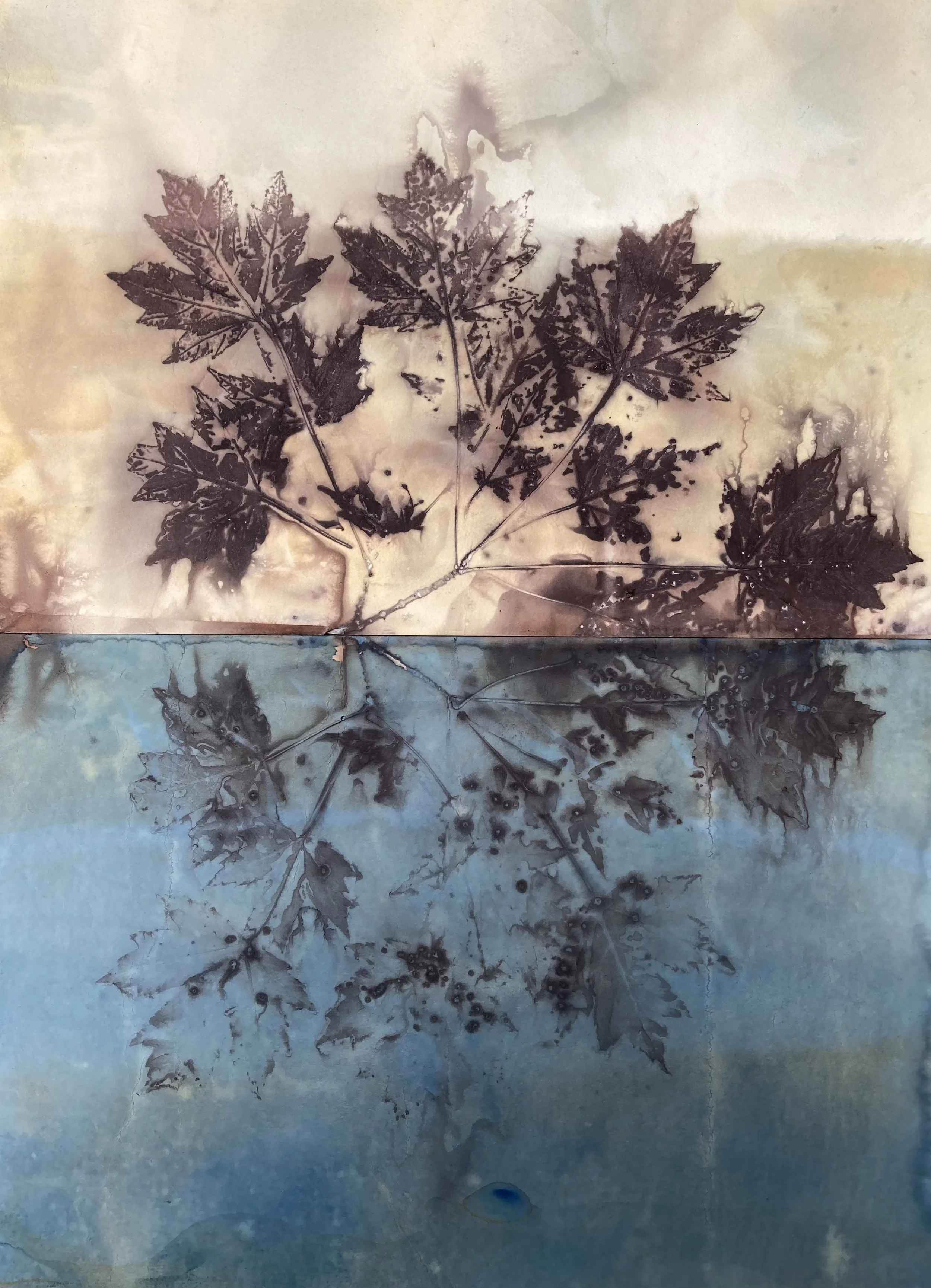 Autumn Blaze Maple 4 Summer (Racine, Wisconsin) Diptych, 2025
Autumn Blaze Maple leaves botanical print, cyanotype chemistry with Lake Michigan water, sunlight
14"x 22" Fabriano Artistico Watercolor paper, 300gsm