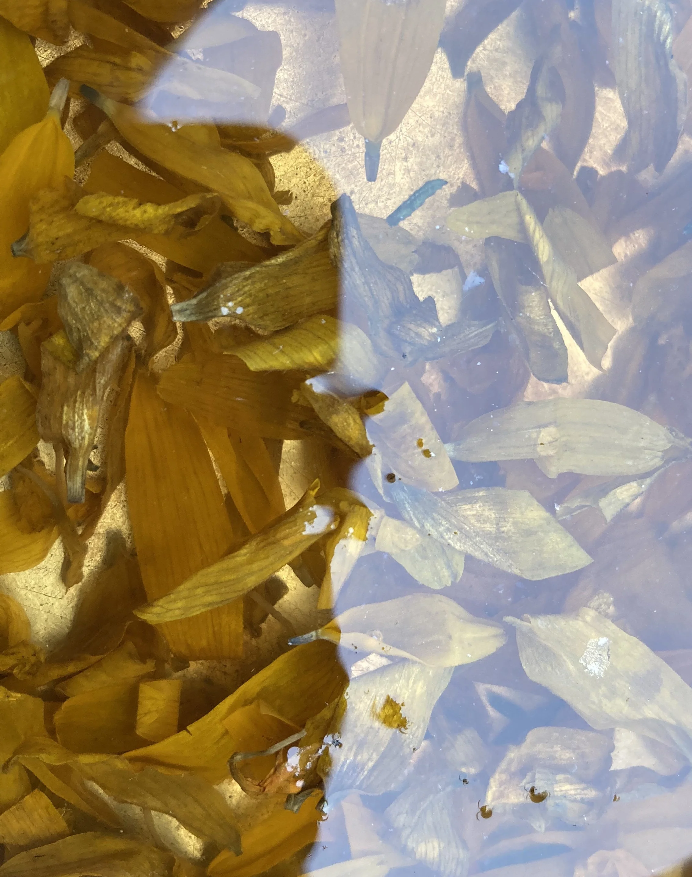 Black Eyed Susan flower petals dyebath, Lake Michigan, Summer (Zoo Beach, Racine, Wisconsin) 2025 - digital photograph