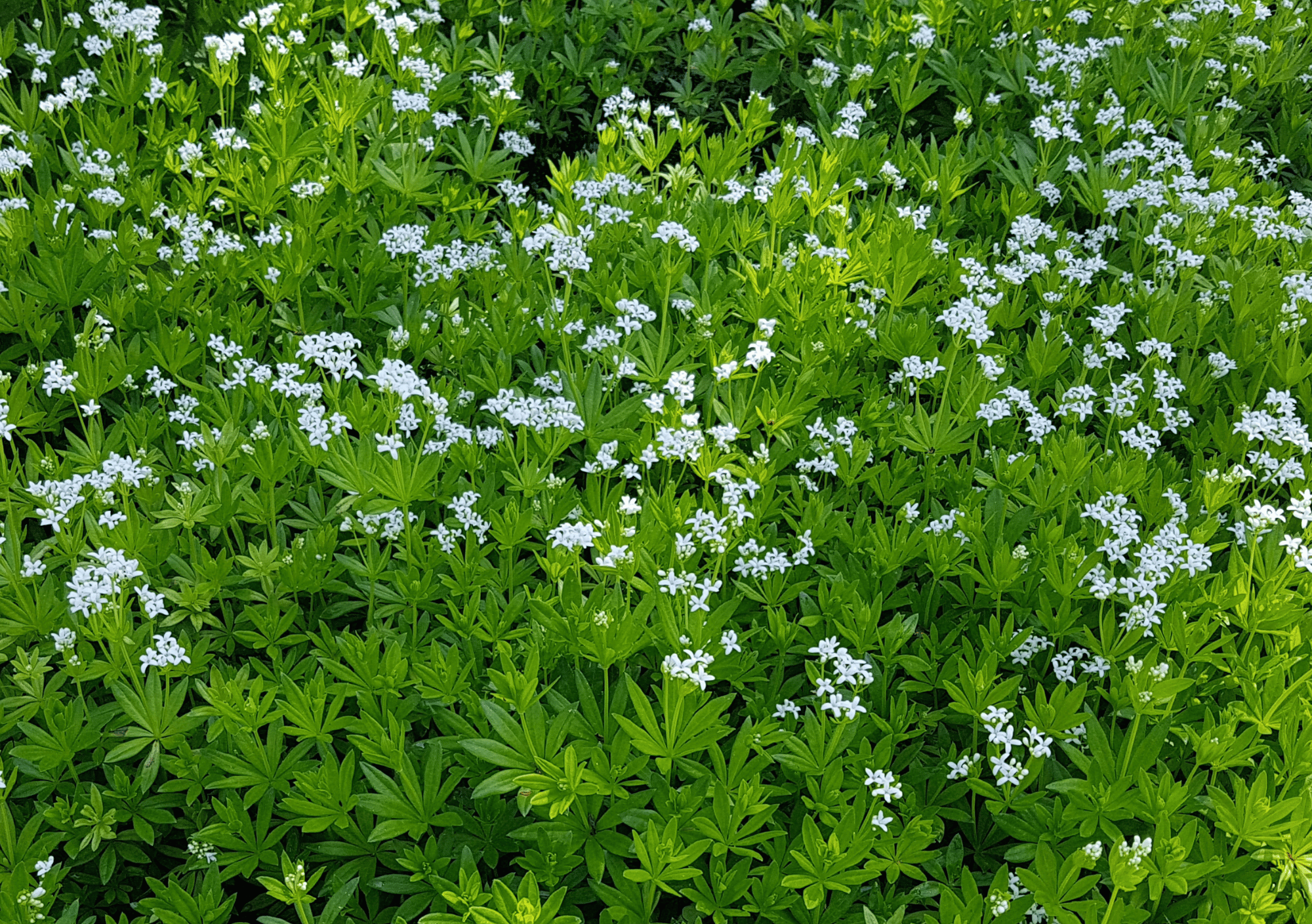 Schaduwplanten: verborgen parels in de tuin