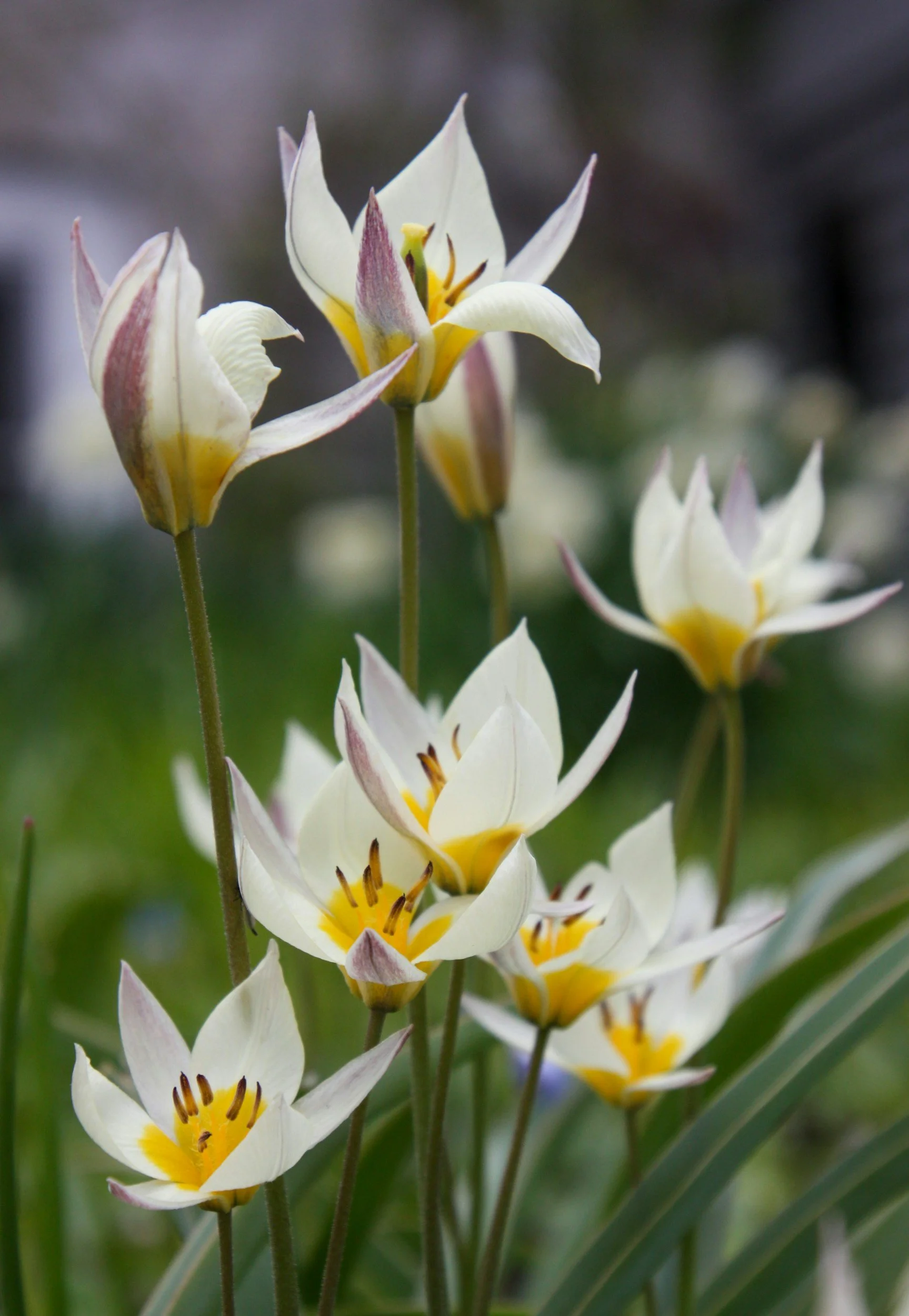 Close-up van witgele bloemen, tulipa tarda, bostulp, in de ecologische tuin