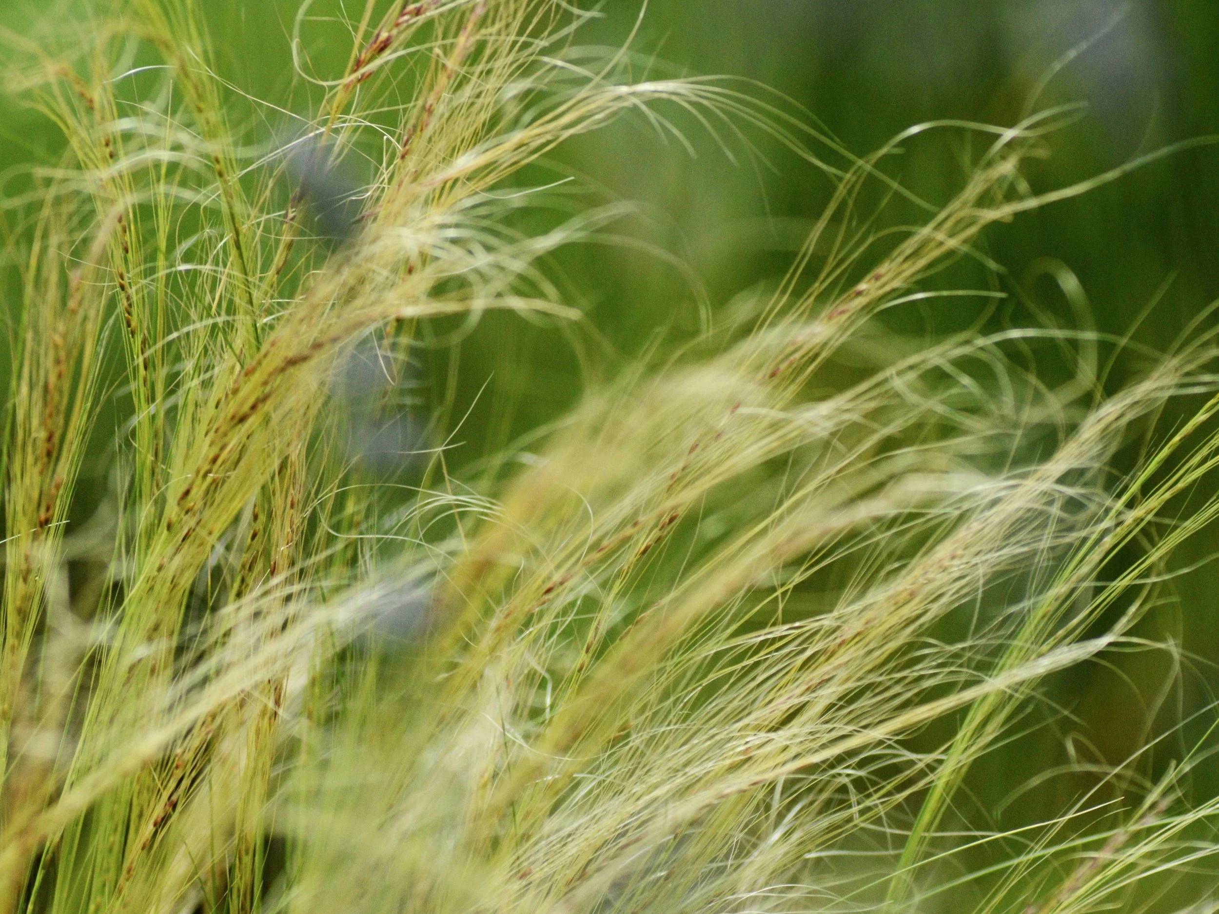 Stipa tenuissima, vedergars, in een plantenborder in de ecologische tuin