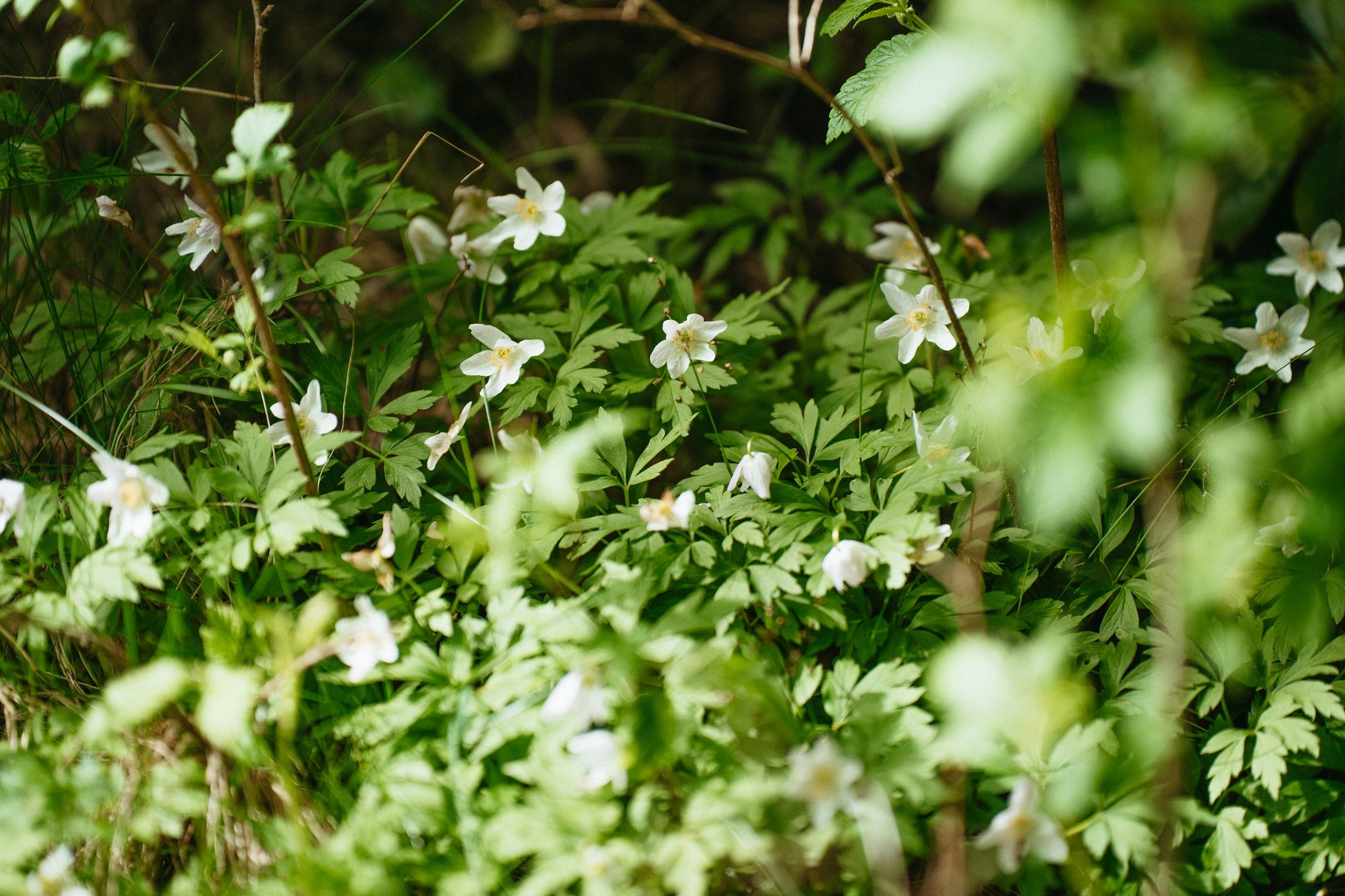 Groene planten met kleine witte bloemen in een bosrijke omgeving.