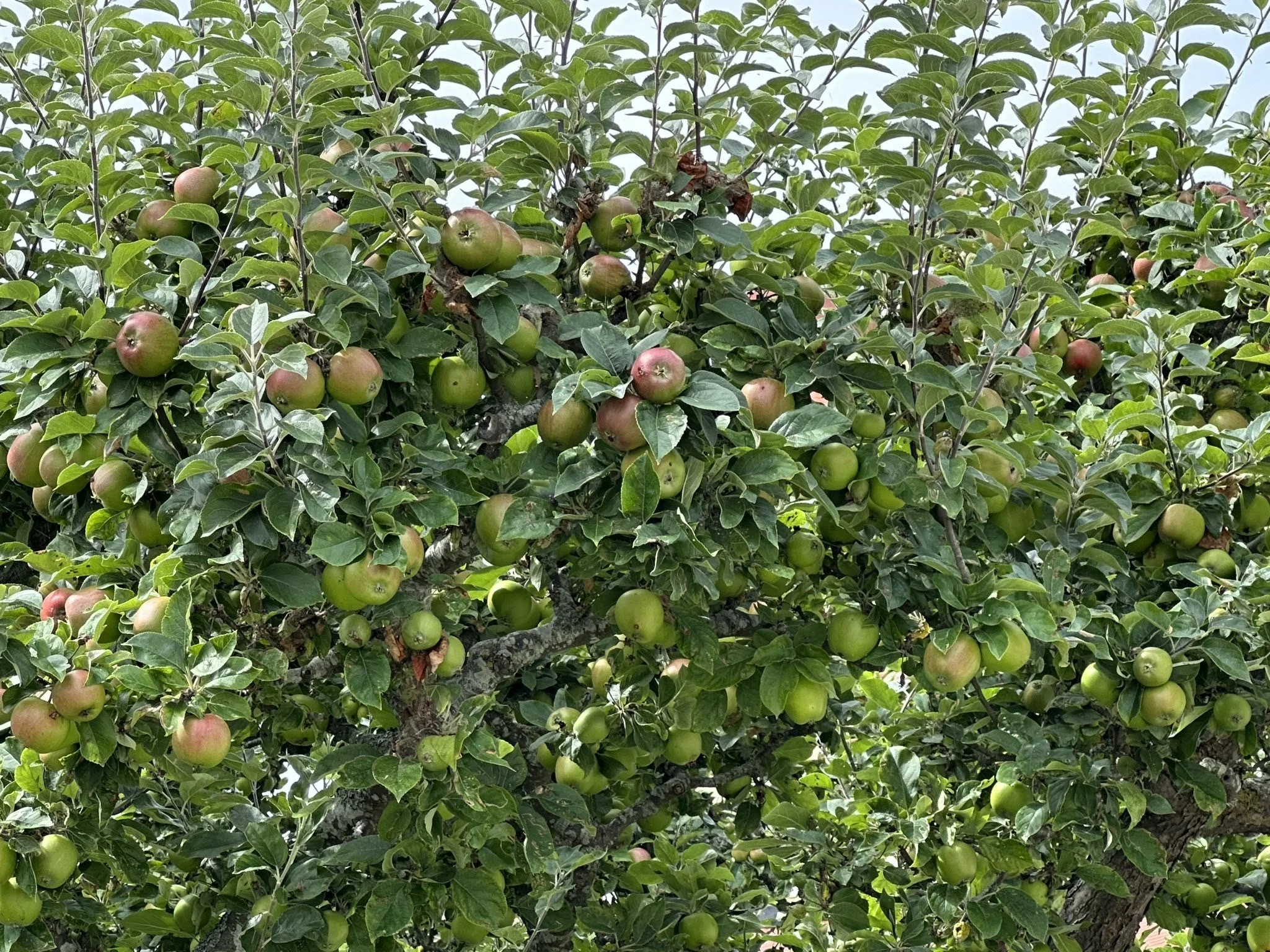 Appelboom met groene en rode appels in een boom vol groene bladeren