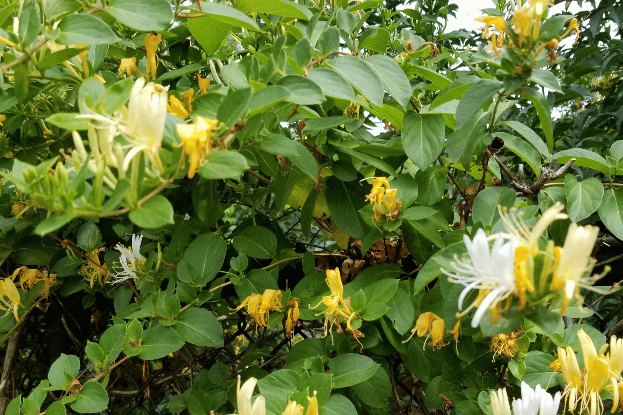 Hoeveel kost een tuin aanleggen?