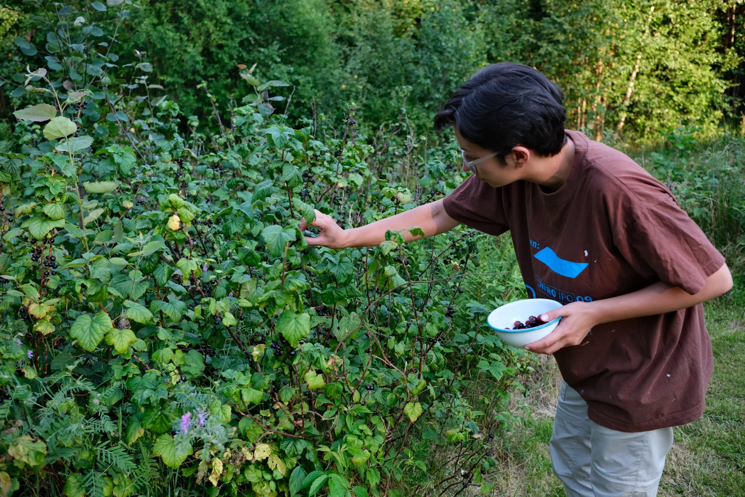 Fruit plukken uit eigen tuin