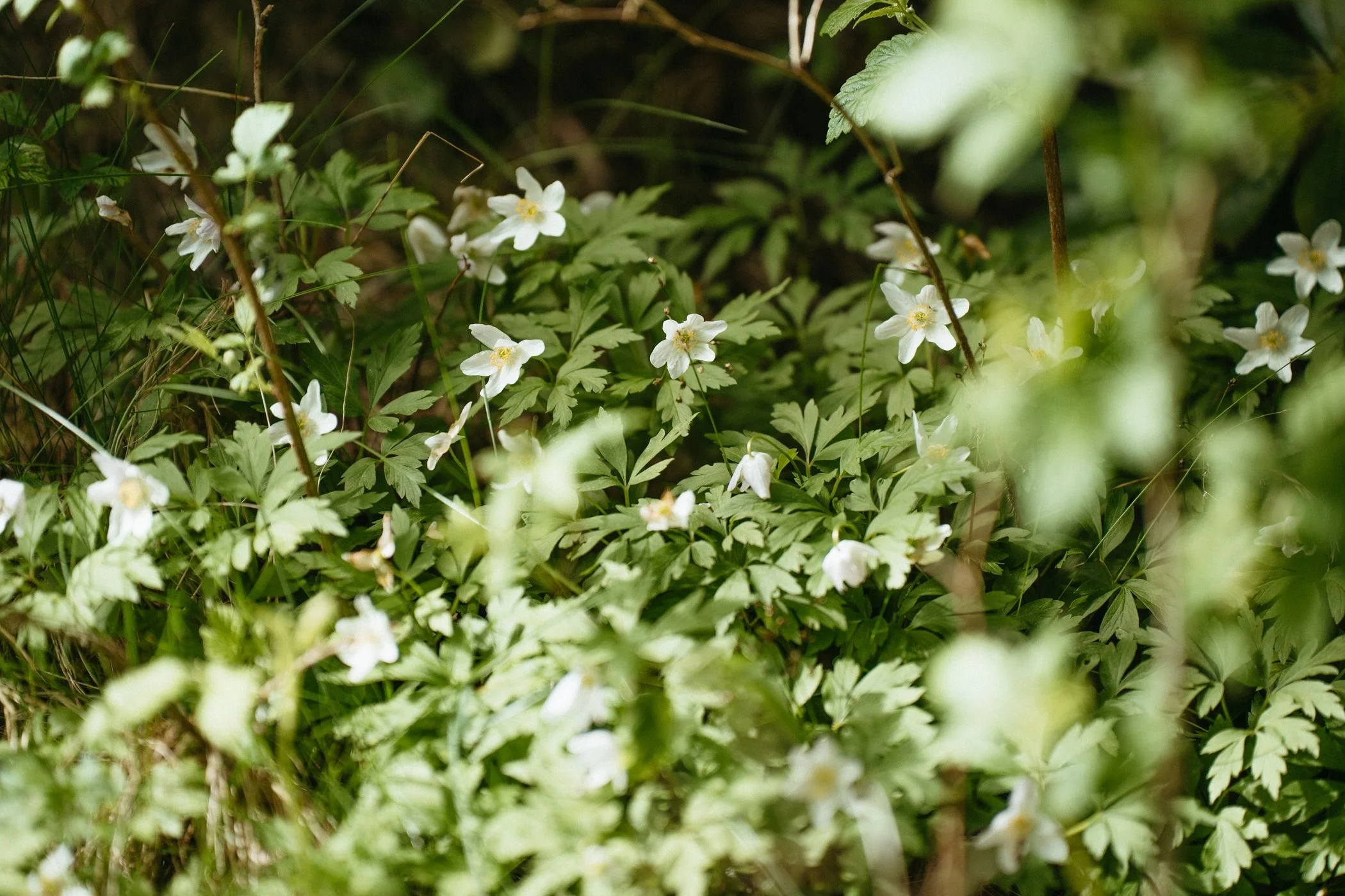 Bosanemonen, anemone nemorosa, in bloei in de lente, in een beplantingsplan van een ecologische tuin van Studio Jong Baw