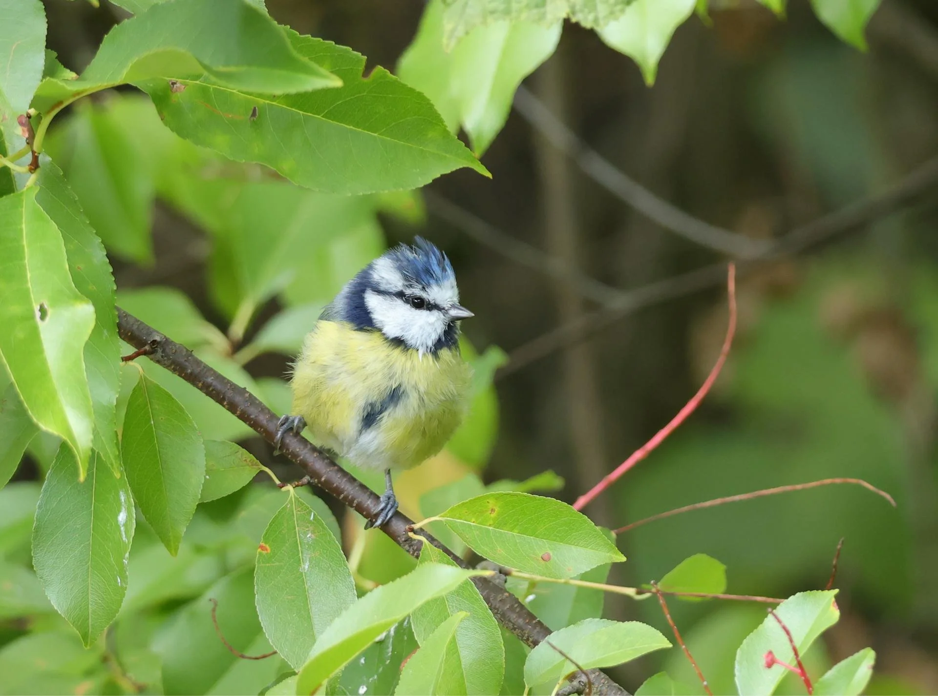 Ontwerp voor een kleine tuin maakt een groot verschil