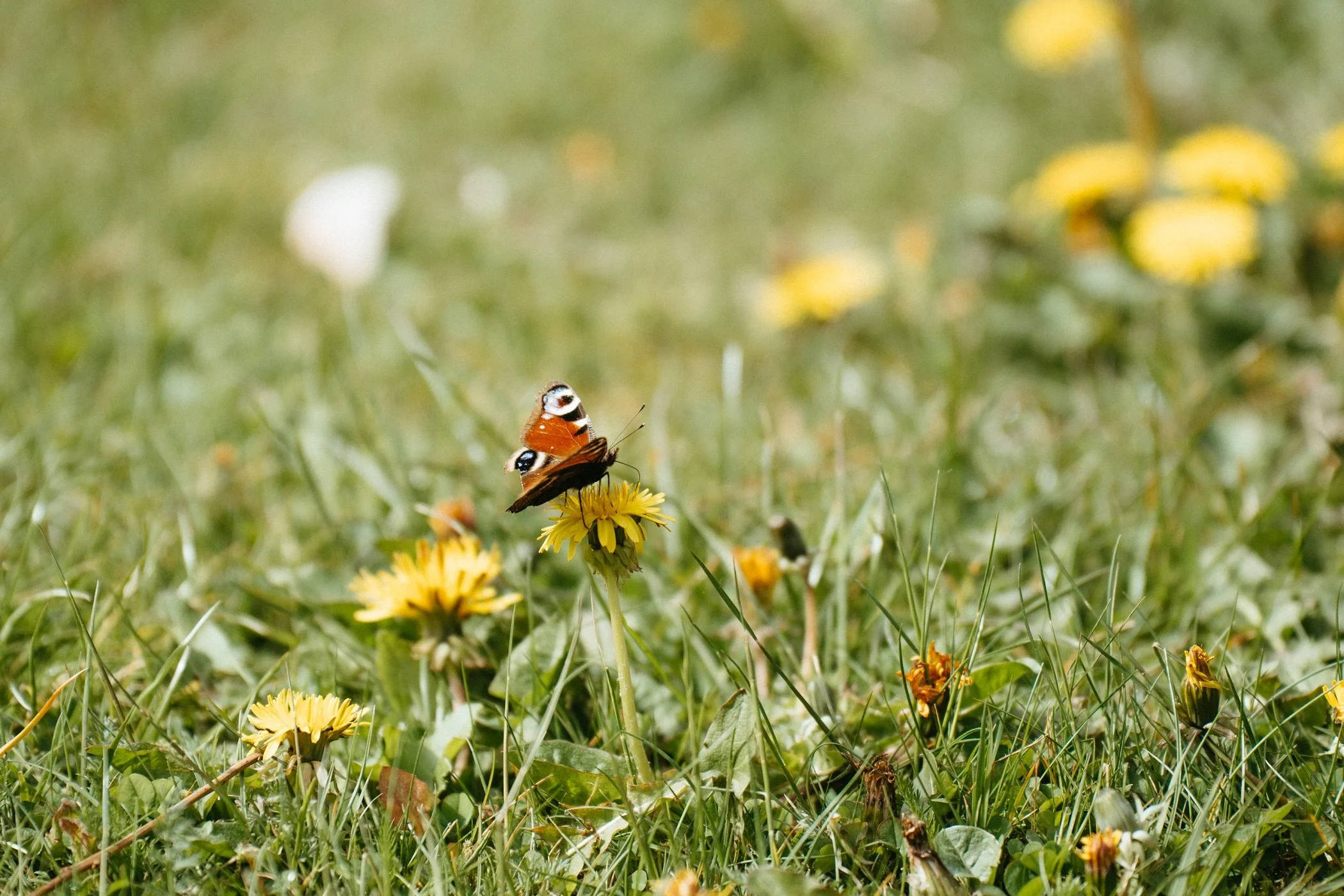 Een close-up van een vlinder, dagpauwoog, die op een gele paardenbloem zit, in een bloemenweide in een ecologische tuin van Studio Jong Baw
