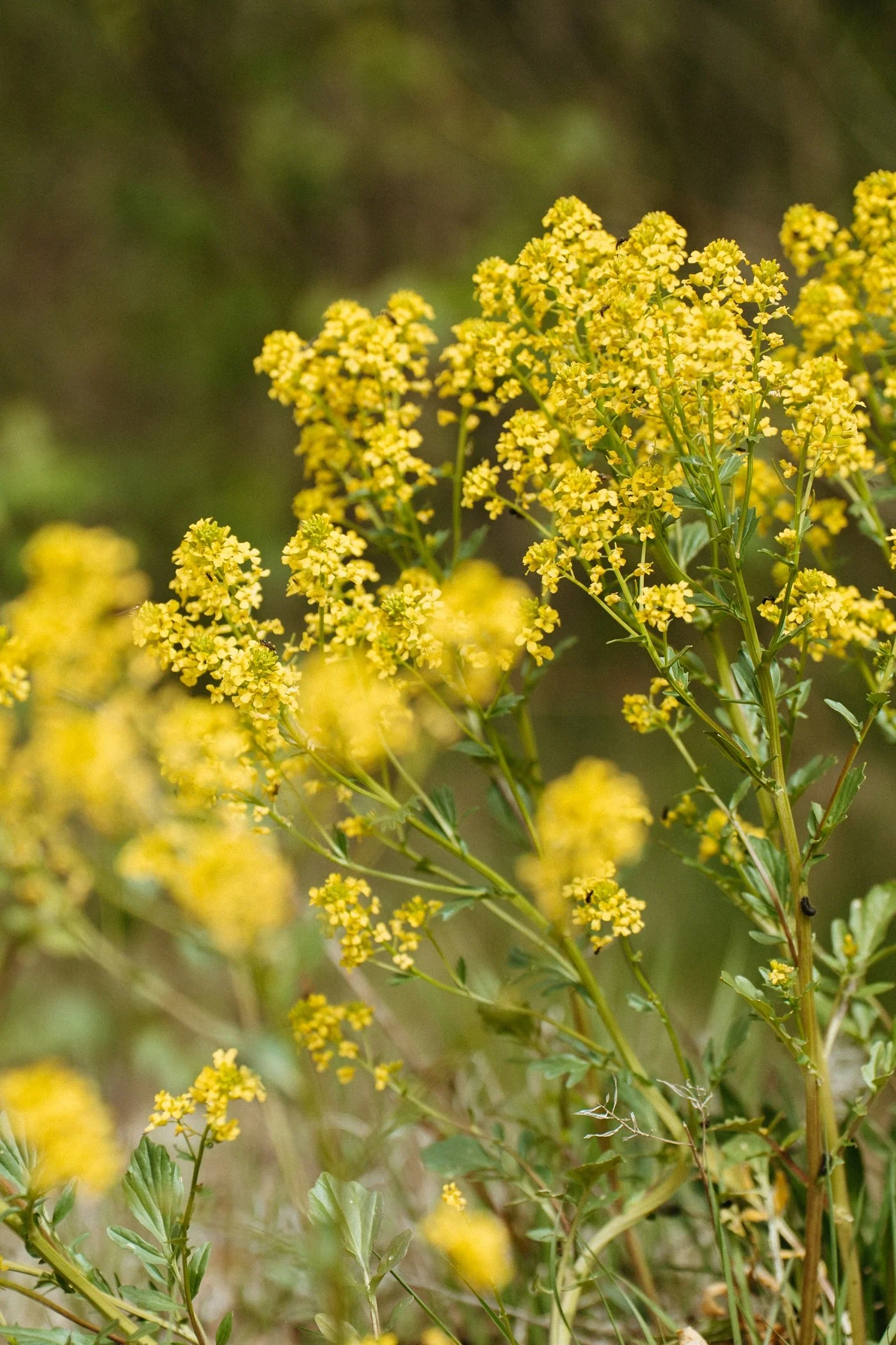 Barbarea vulgaris, gewoon barbarakruid, gele, inheemse plant, in de ecologische tuin