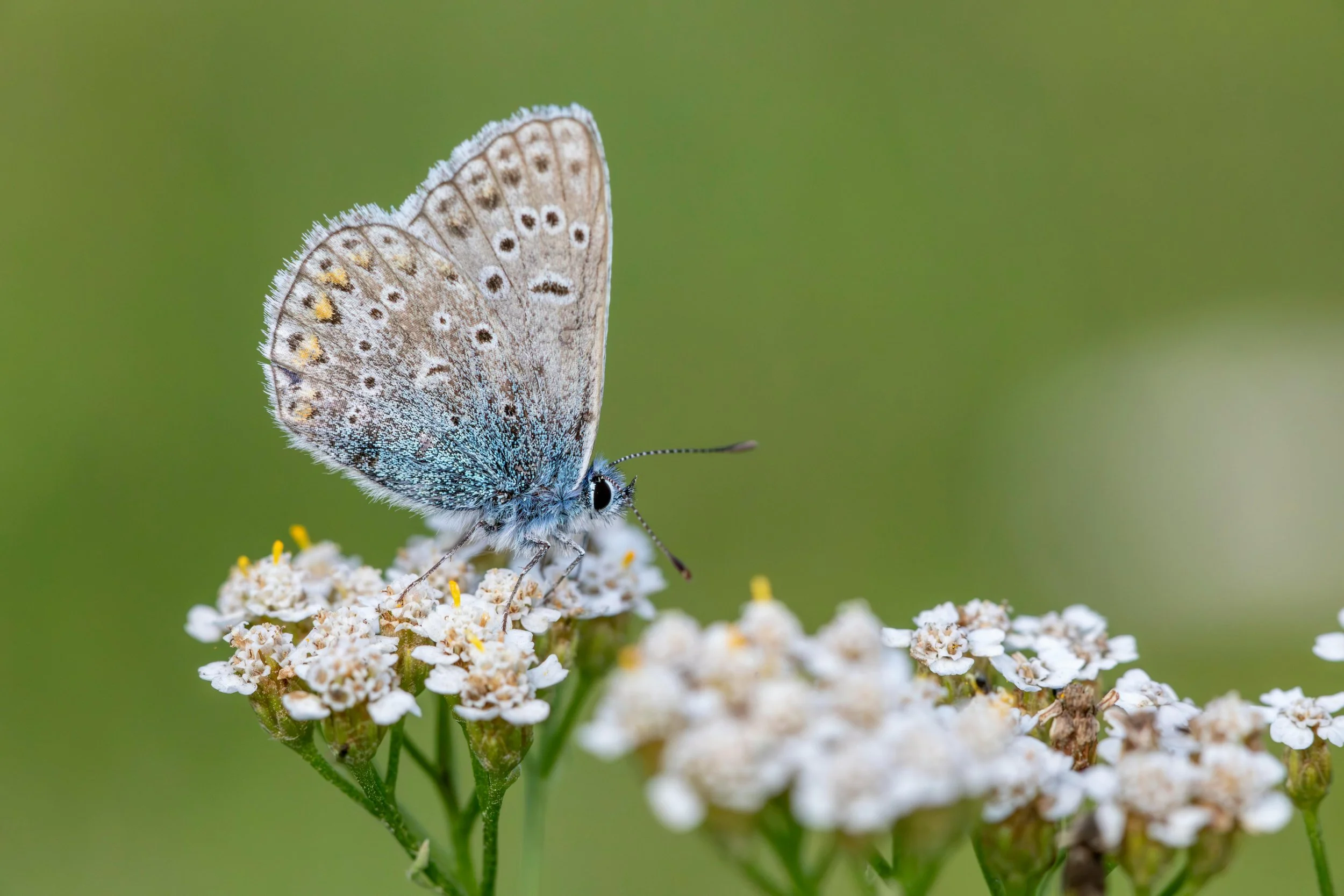 5 redenen om voor een ecologische tuin te kiezen