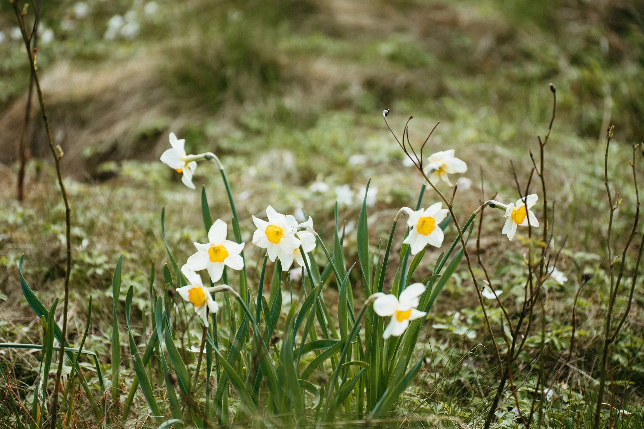 Witte narcissen, narcissus, met gele centra in een bosachtige omgeving, in de landschappelijke bostuin van Studio Jong Baw