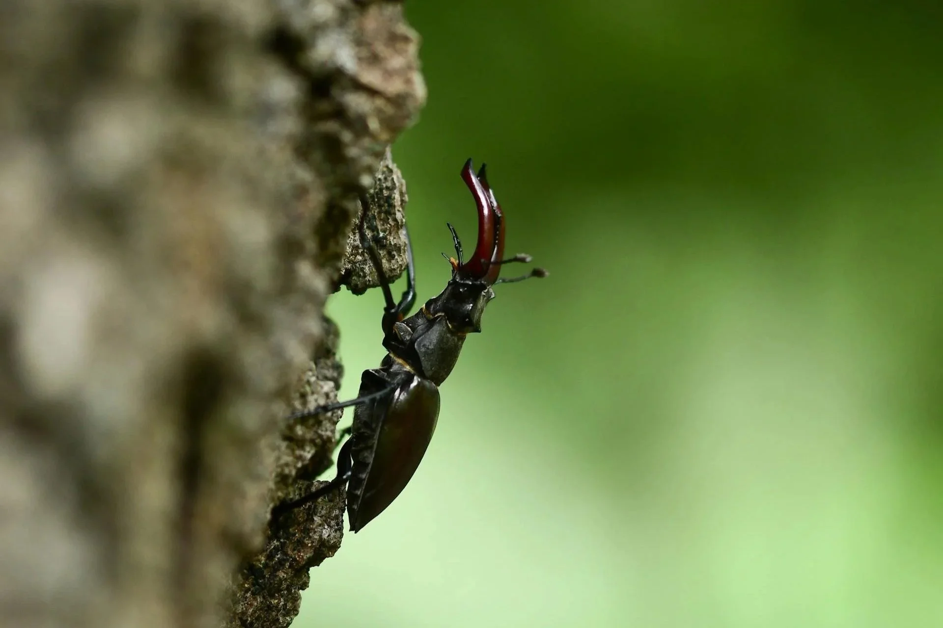 Het vliegend hert is een zeldzame kever in Nederland die haar eitjes aflegt op dood hout van loofbomen