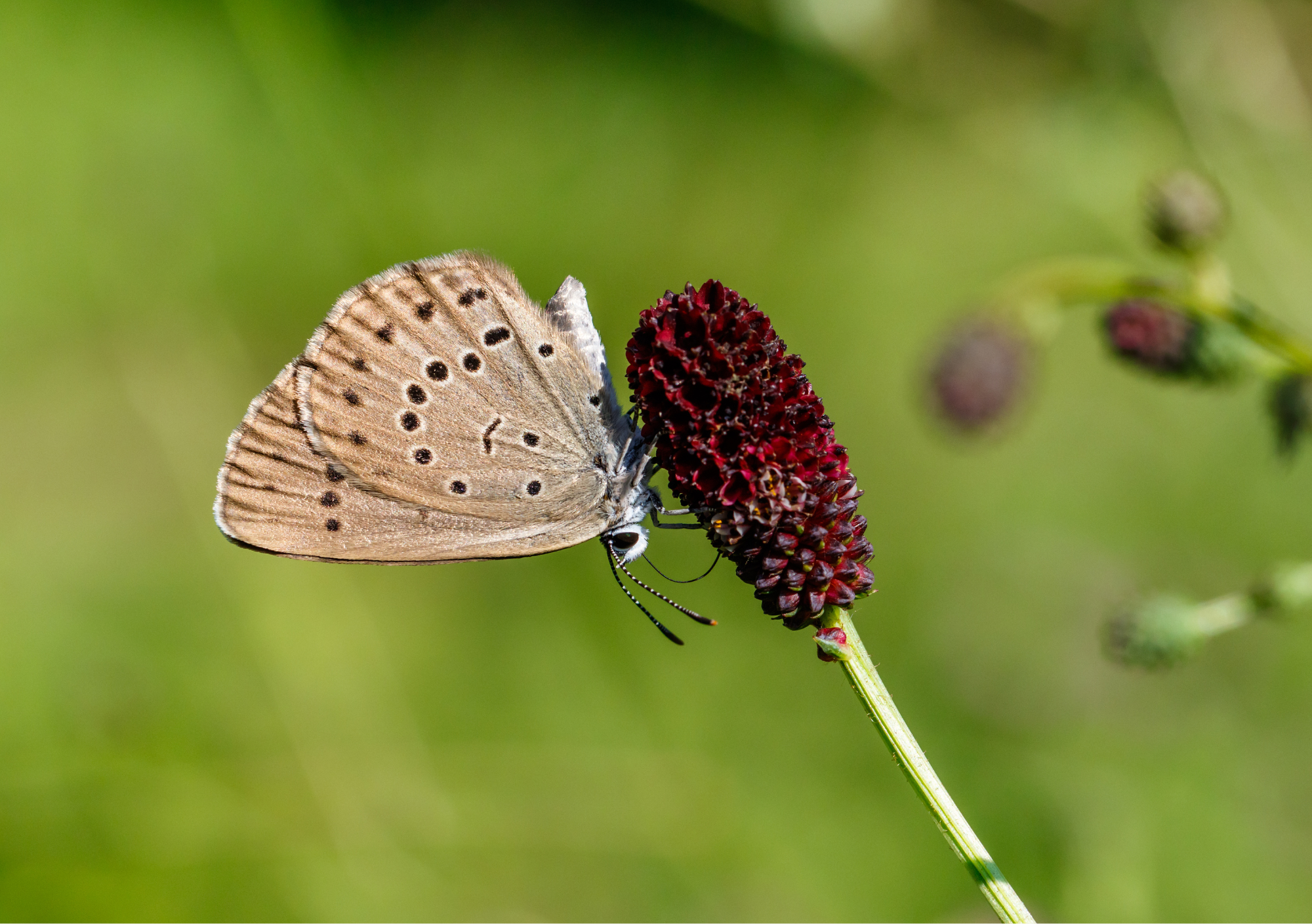 Het pimpernelblauwtje legt haar eitjes alleen af op de grote pimpernel en is afhankelijk van de moerassteekmier