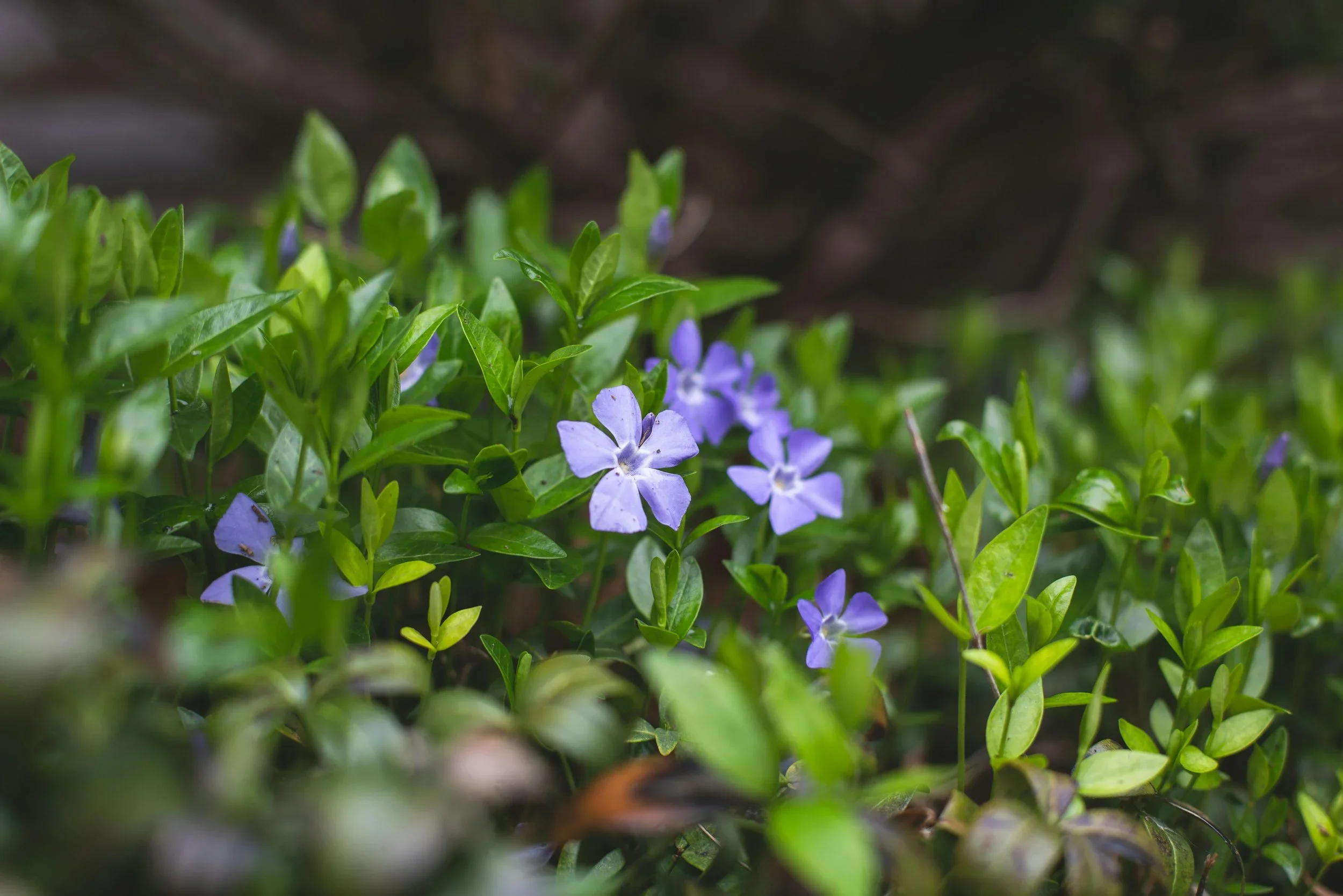 Maagdenpalm, vinca minor, met paarse bloemen
