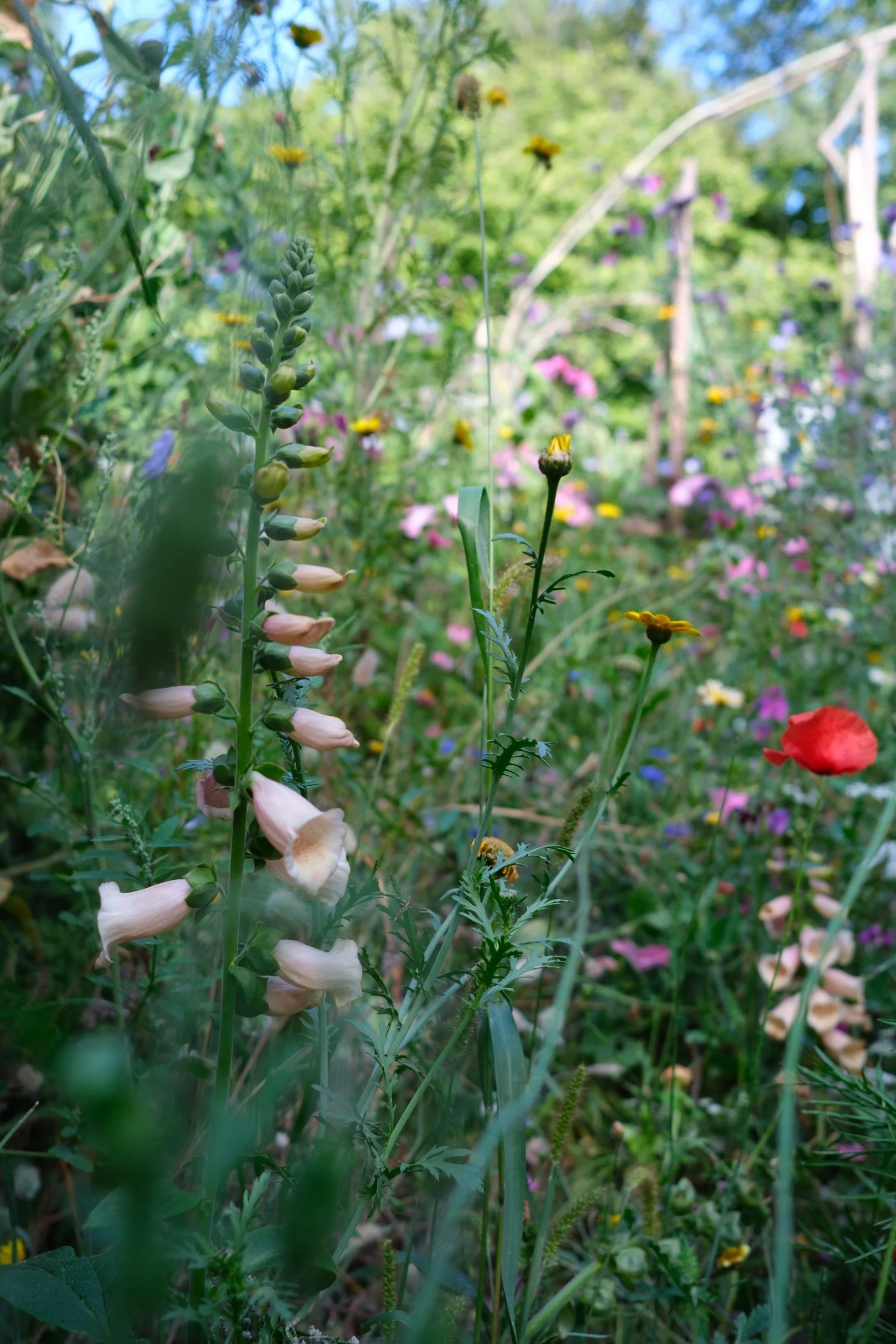 Beplanting in de ecologische tuin, met wilde bloemen voor biodiversiteit