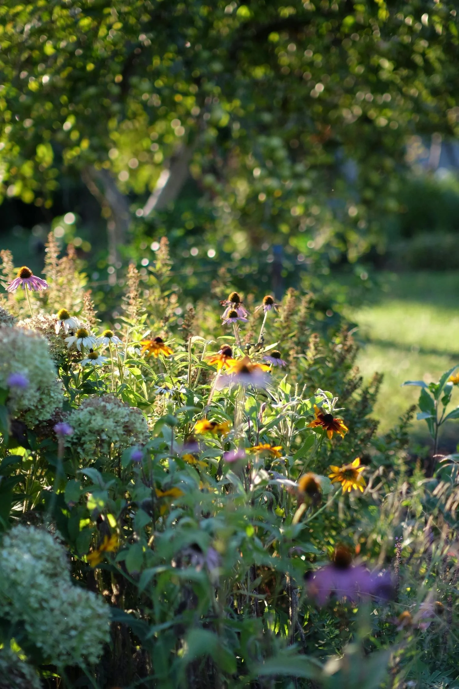 Natuurlijke plantenborder in de ecologische tuin met boom op de achtergrond