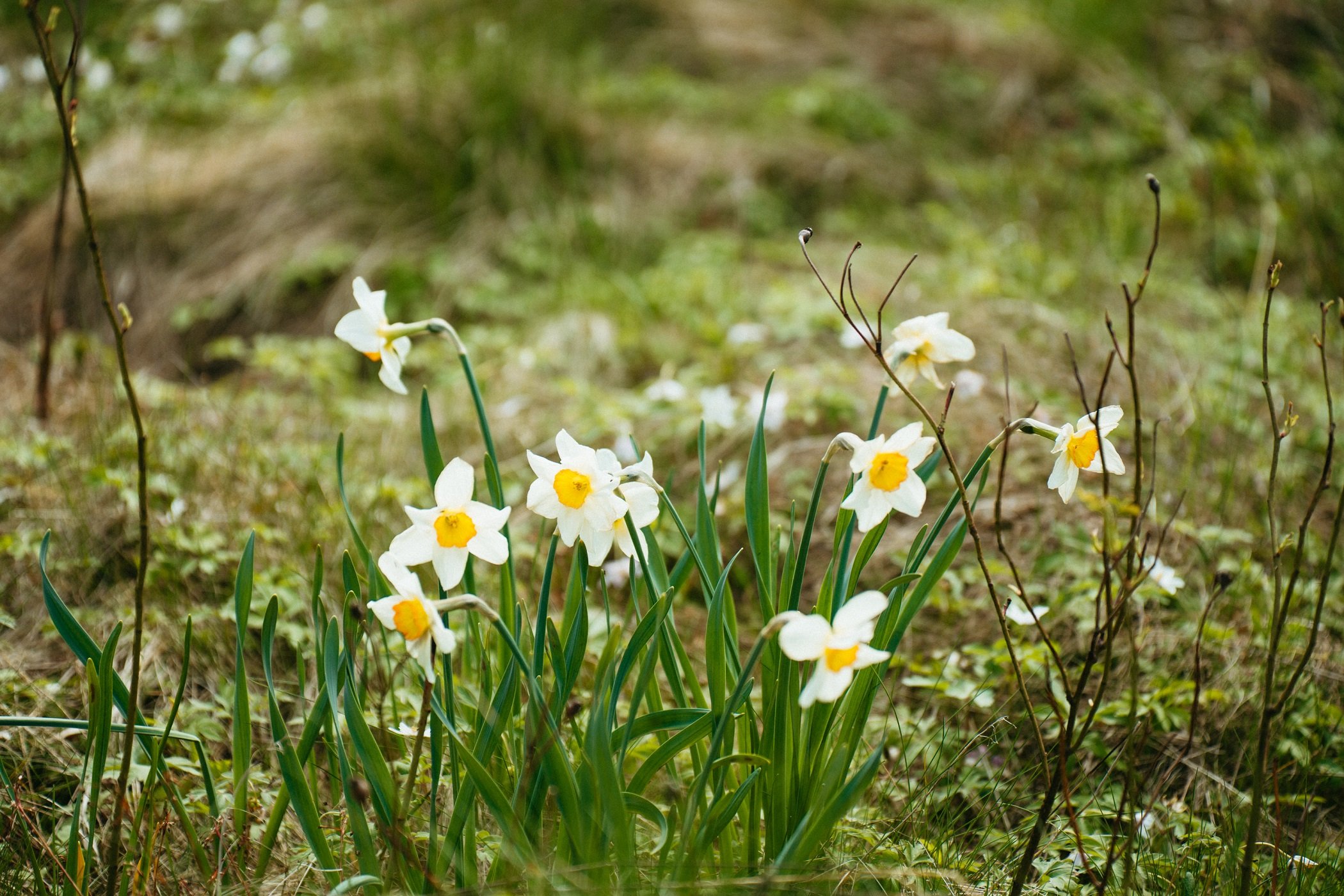 Narcissen in bloei in een ecologische tuin van Studio Jong Baw