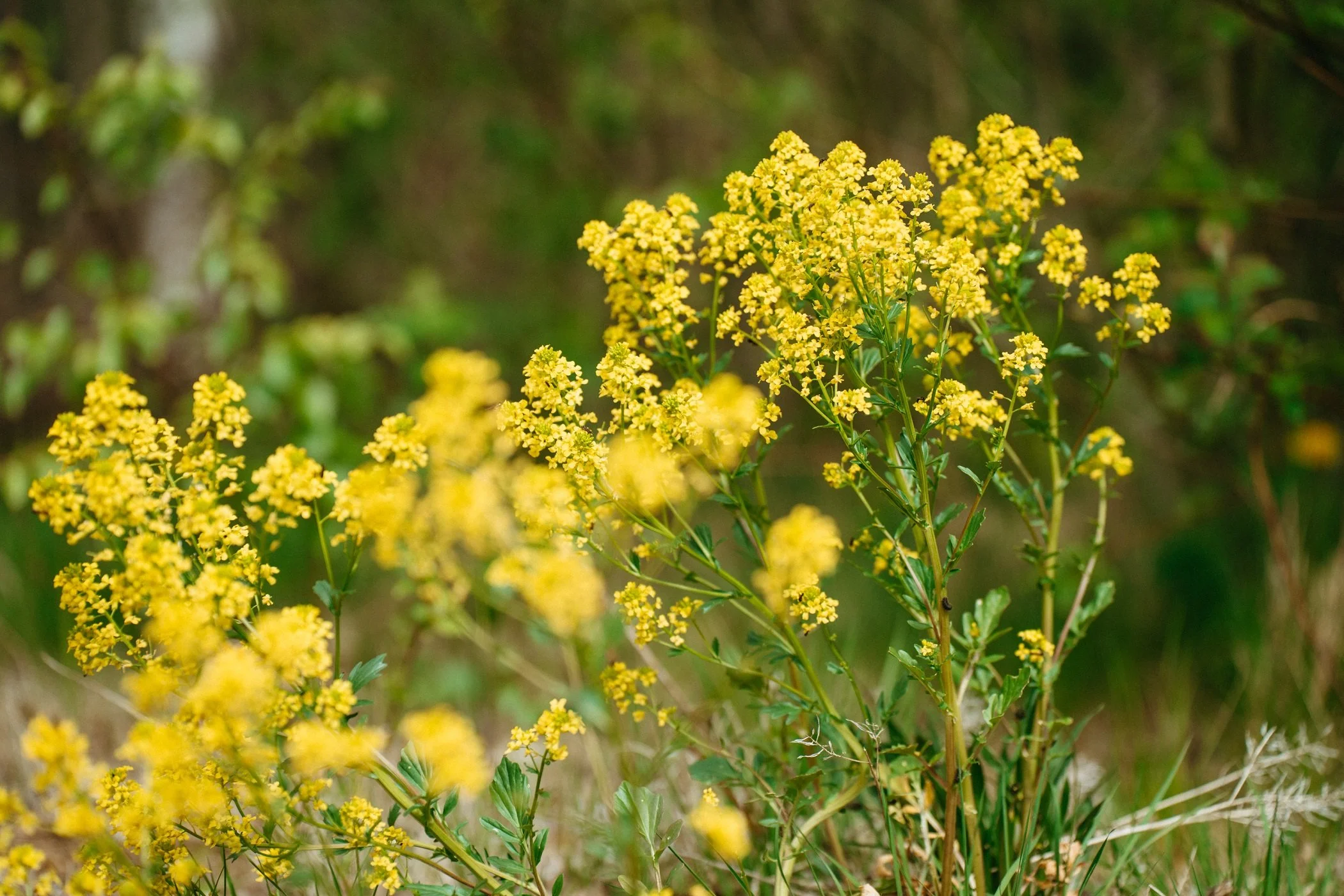 Gele bloemen in een tuin onder een groene achtergrond.