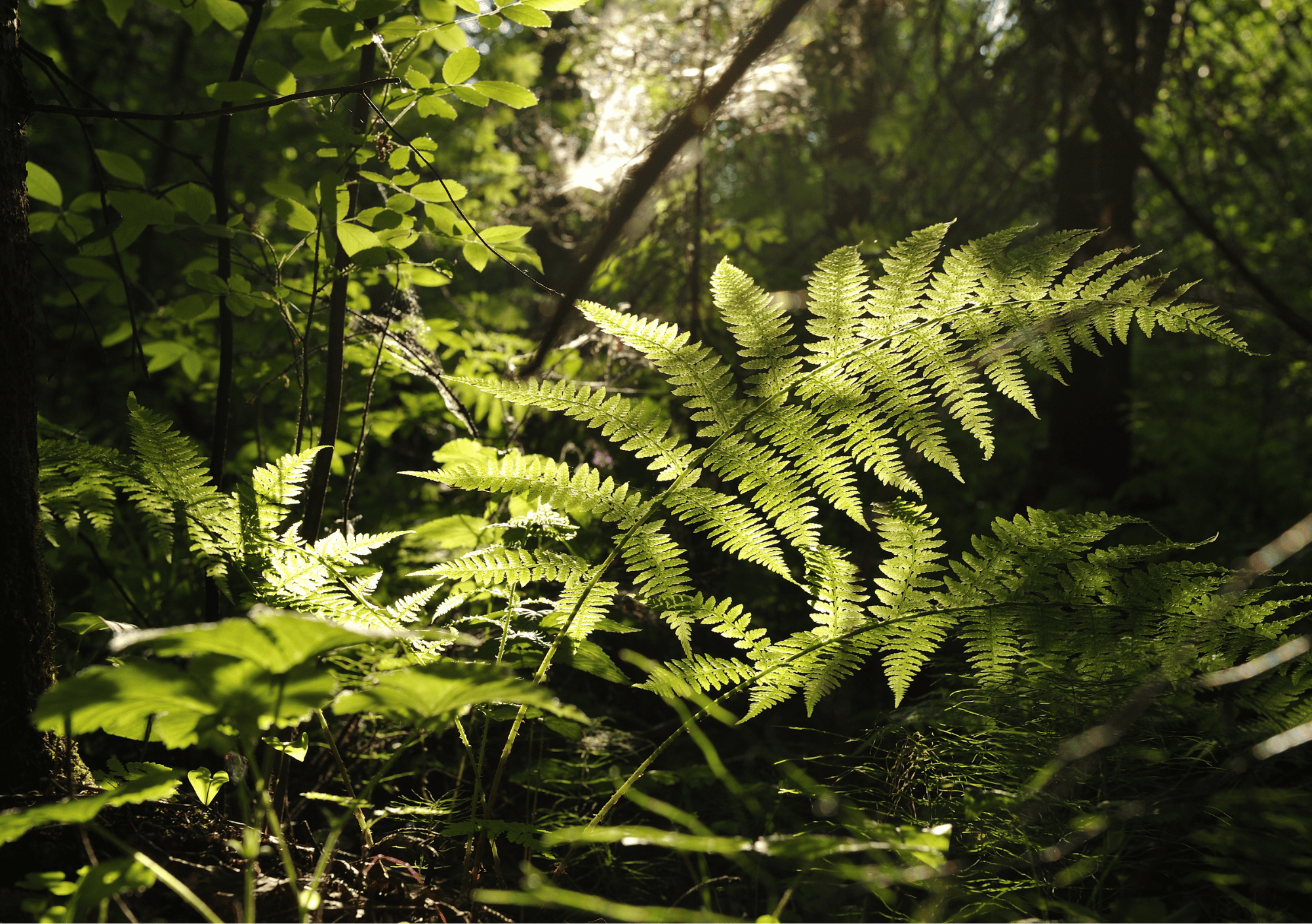 Schaduwplant mannetjesvaren, dyopteris filix-mas, vaste plant met bladeren die gefilterd licht doorlaten