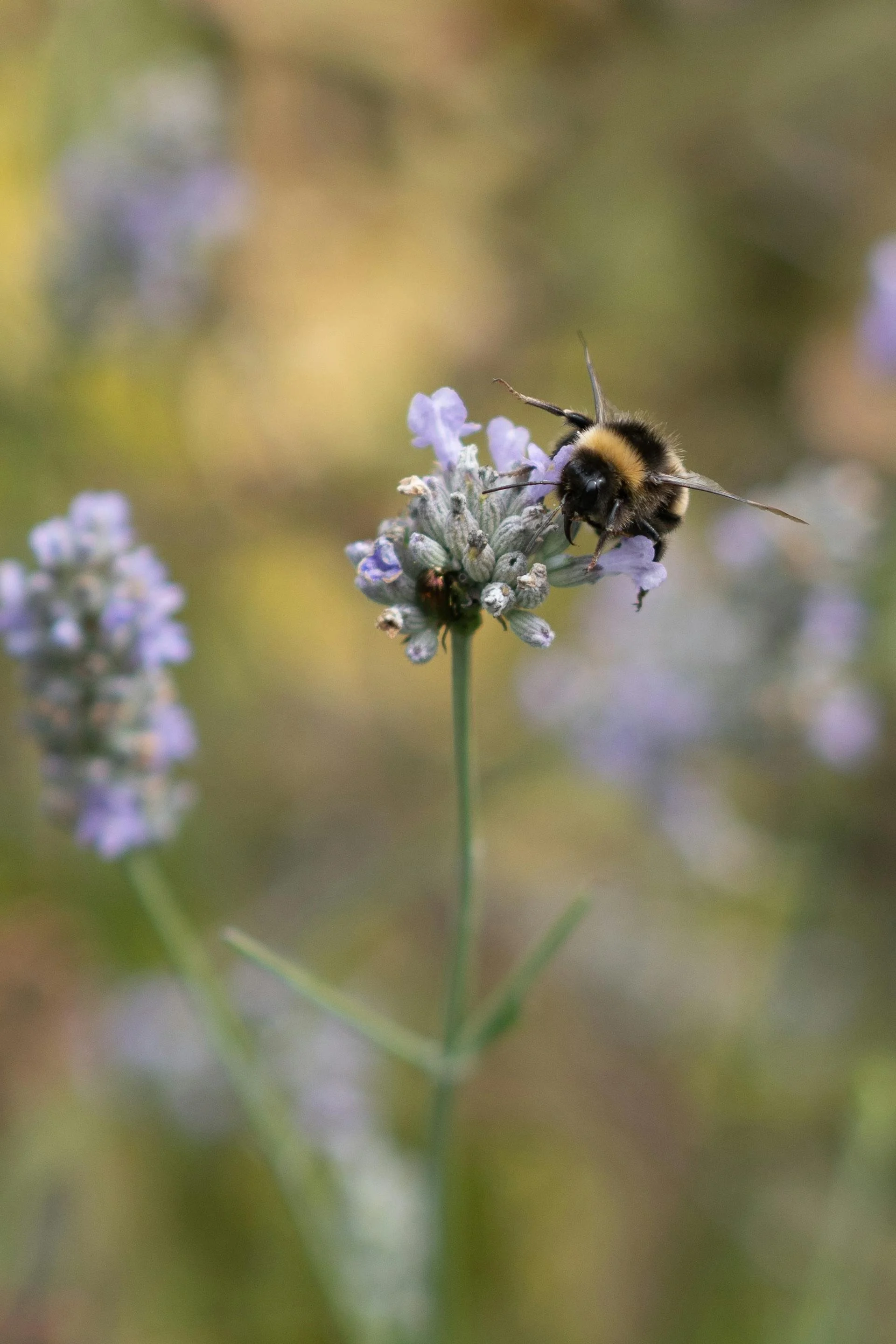 Aardhommel op veldsalie, salvia pratensis