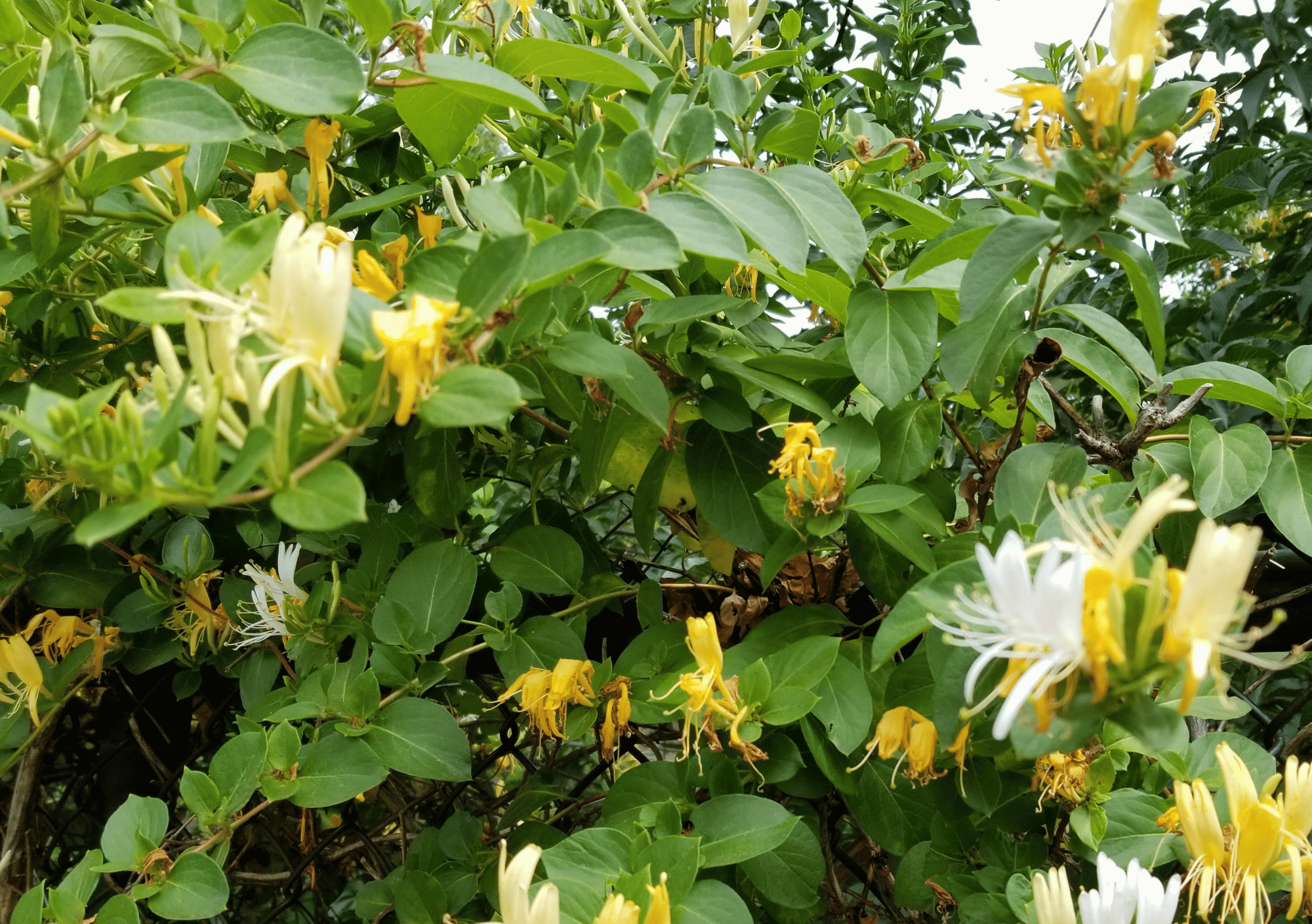 Wat kost de aanleg van een tuin? Zo bepaal je jouw budget