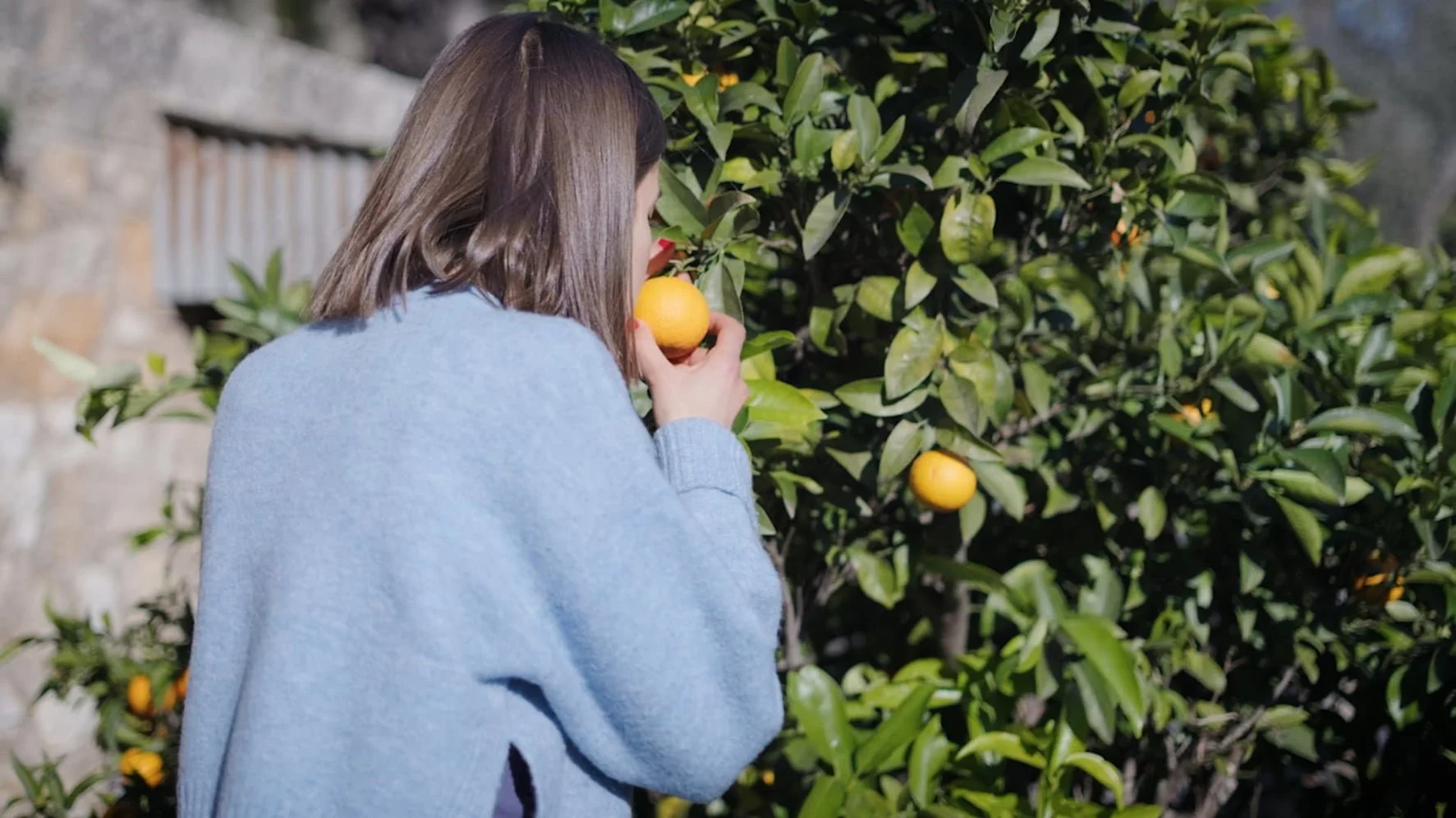 Une femme regarde des oranges dans un arbre fruitier.