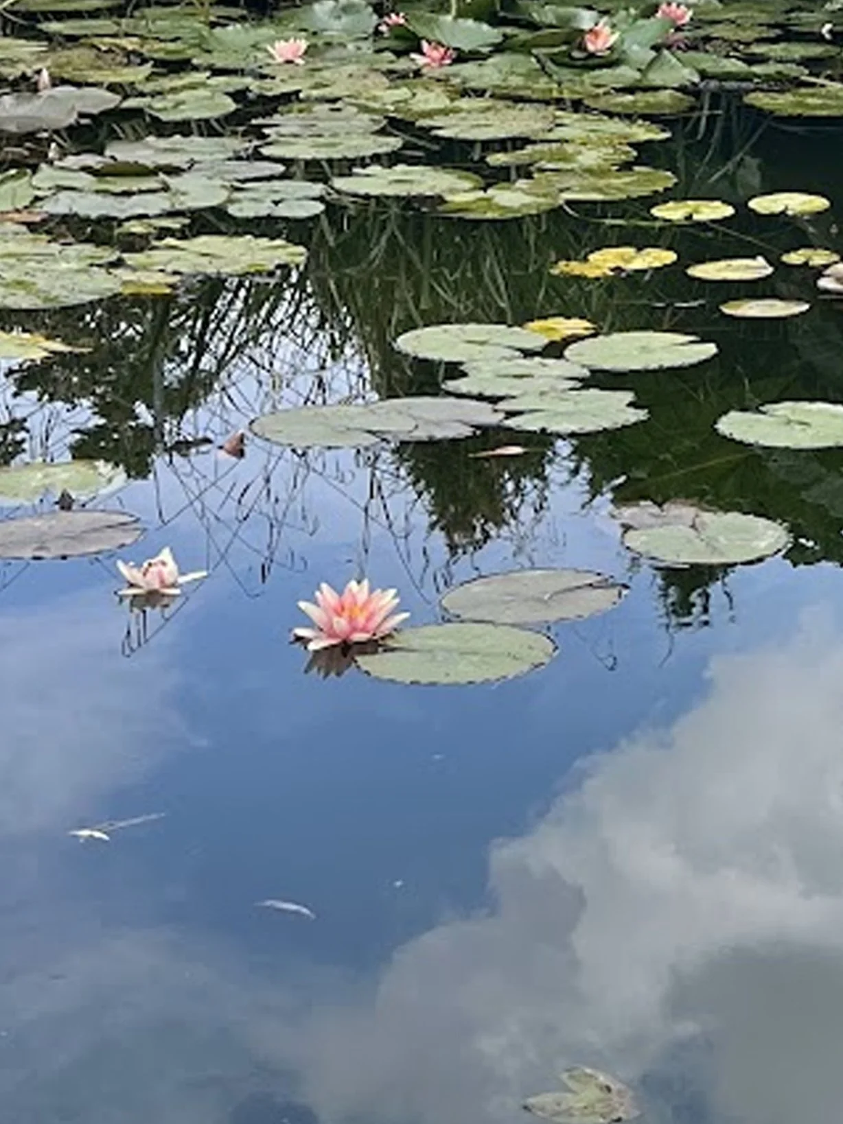 Lillies reflections .jpg