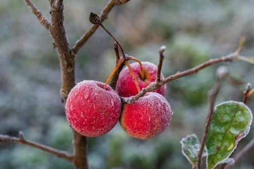 Fruit Doesn't Fall Far