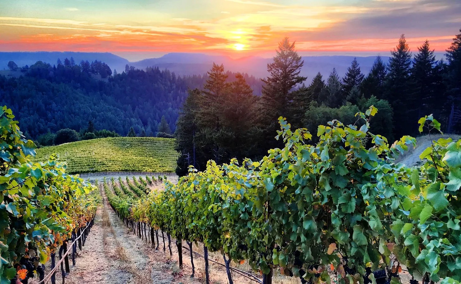 Tasting the Story in Every Sip: Unveiling the 2021 Pinot Noir and Chardonnay from Signal Ridge Vineyards