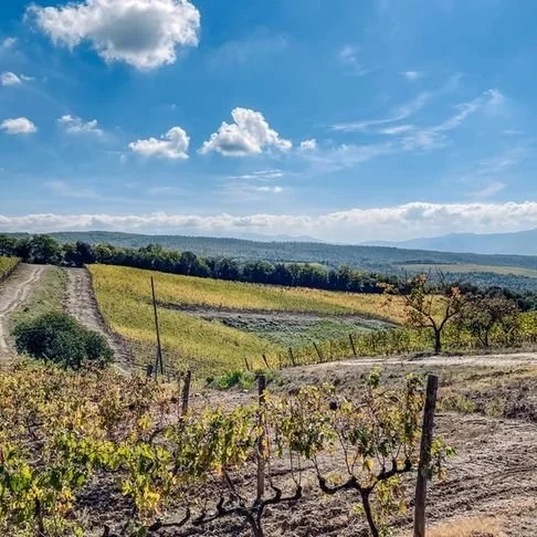 tuscany-italy-vineyard-landscape.jpeg