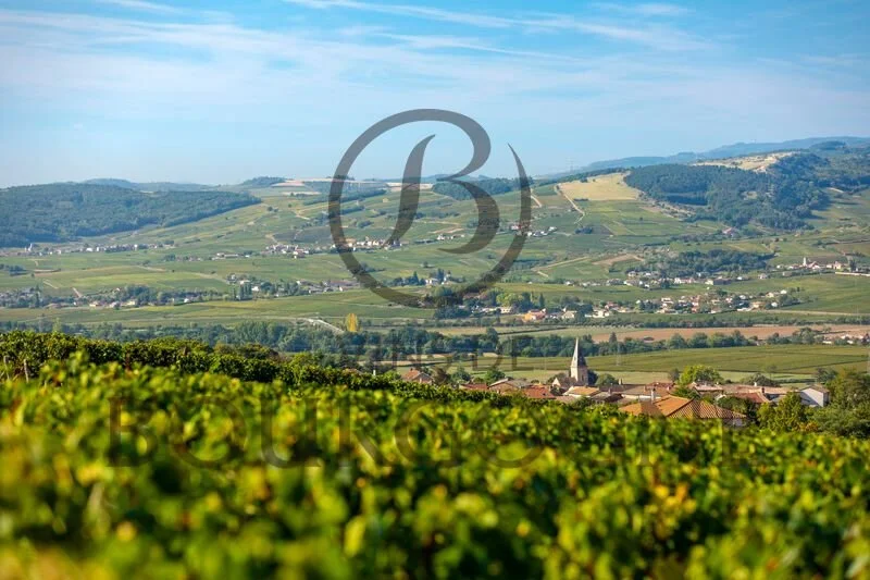 "You Can Drink Burgundy for Fun" - Discovering the "Drink Now" Wines of Bourgogne