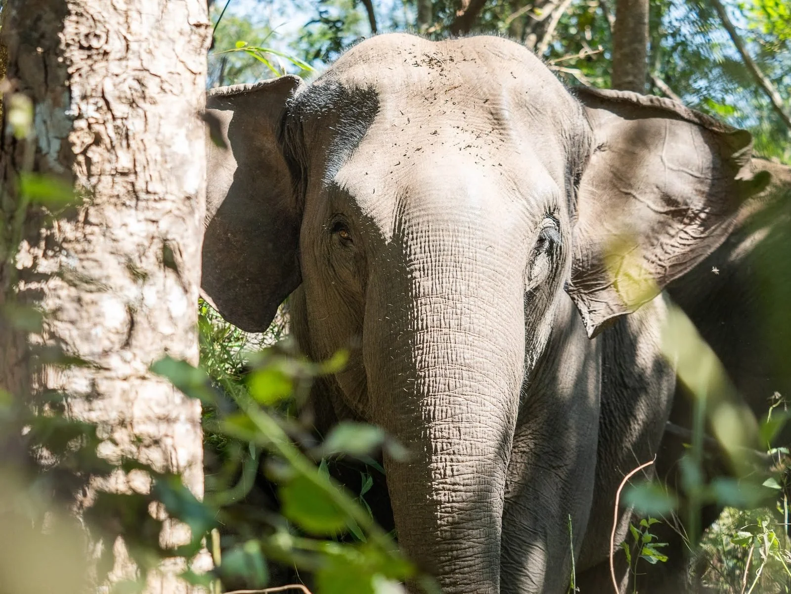 Thaïlande éléphants
