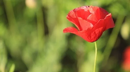 10 Senior Community Activity Ideas: Remembrance Day Edition