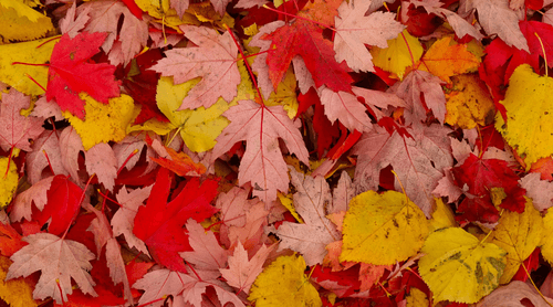 Halloween Activity Ideas for Senior Living Communities