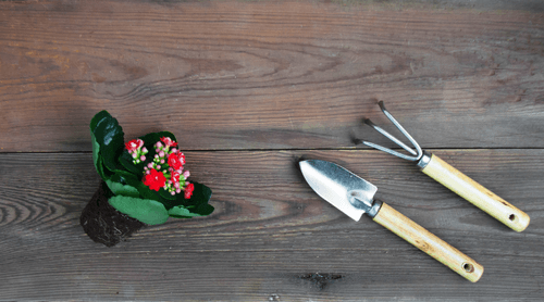 Spring Themed Activity Ideas for Seniors: Embracing Renewal and Connection