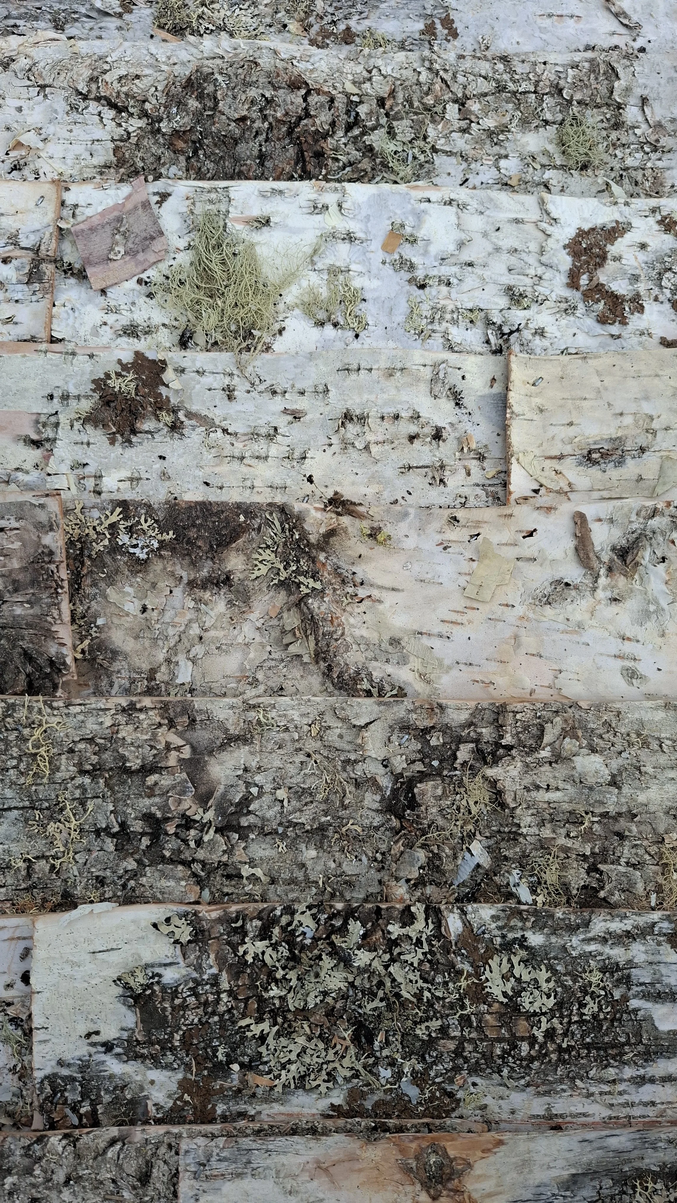 BIRCH BARK.jpg
