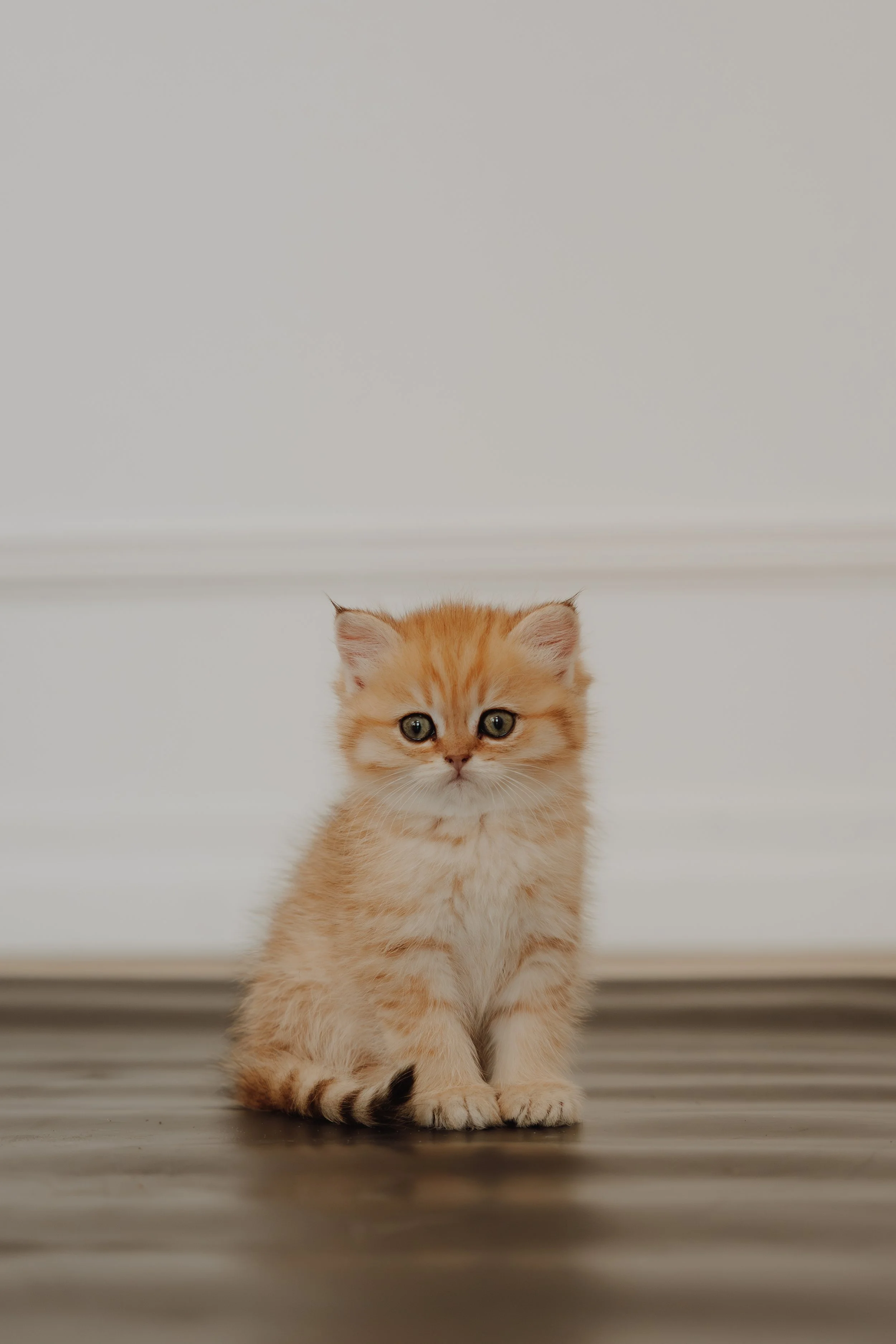 A small orange tabby kitten sitting on a wooden floor in front of a plain white wall.