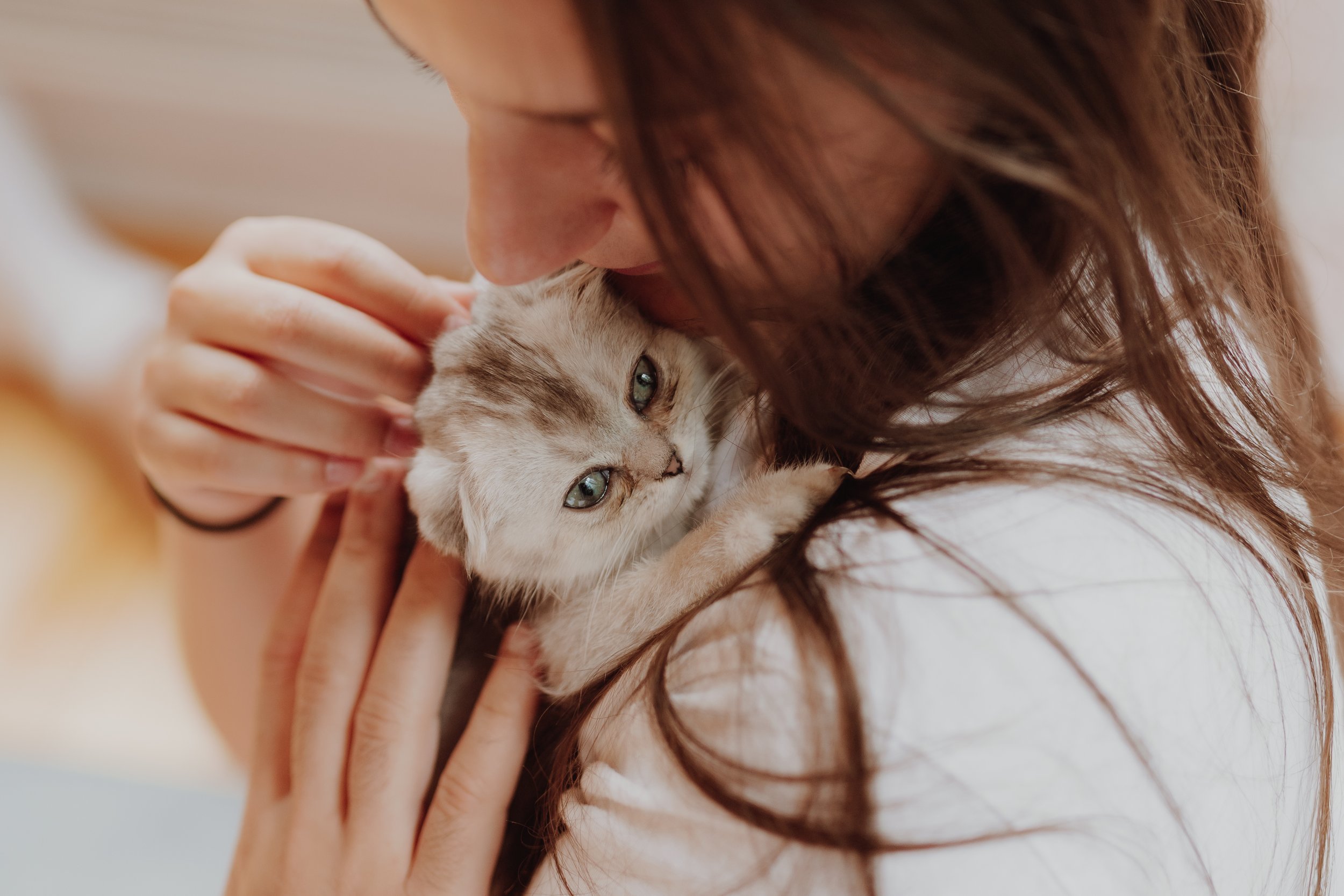 A person cuddling and kissing a small, gray and white kitten with blue eyes.