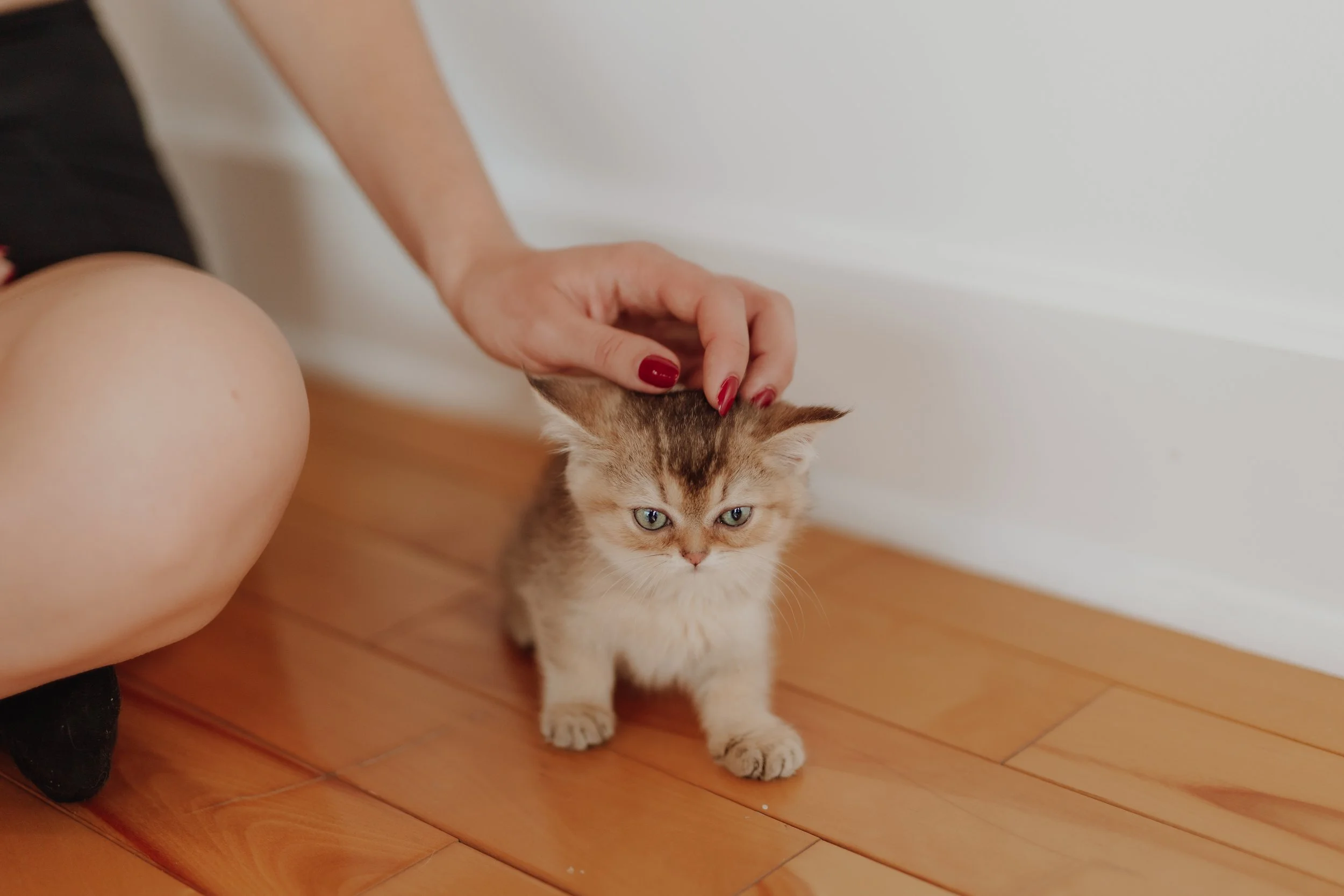 Person petting a small kitten on its head indoors on a wooden floor.