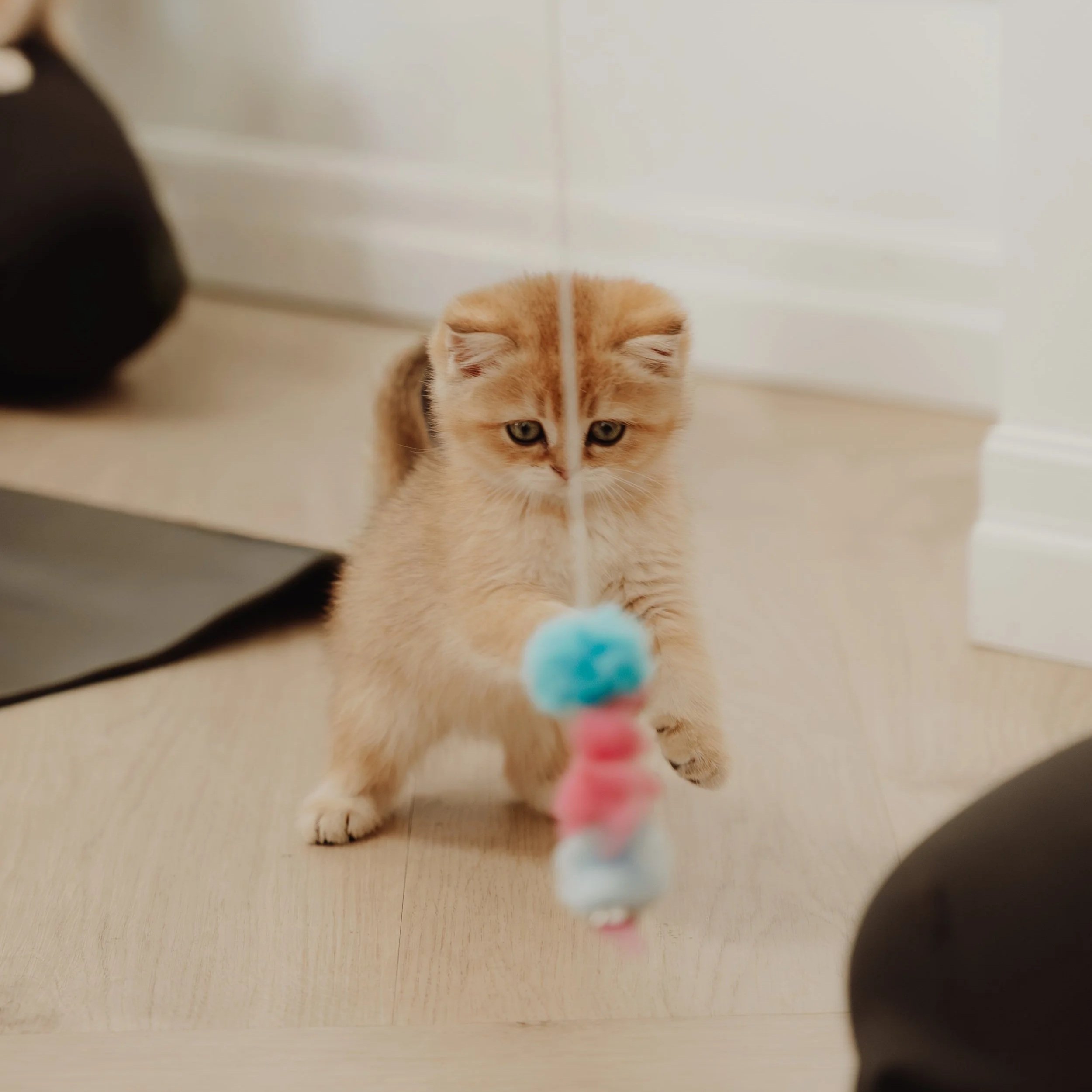 A small, orange tabby kitten with green eyes focused on a toy dangling in front of it. The toy has a blue pom-pom on top and a pink and white base. The scene is indoors on a wooden floor with a white wall in the background.