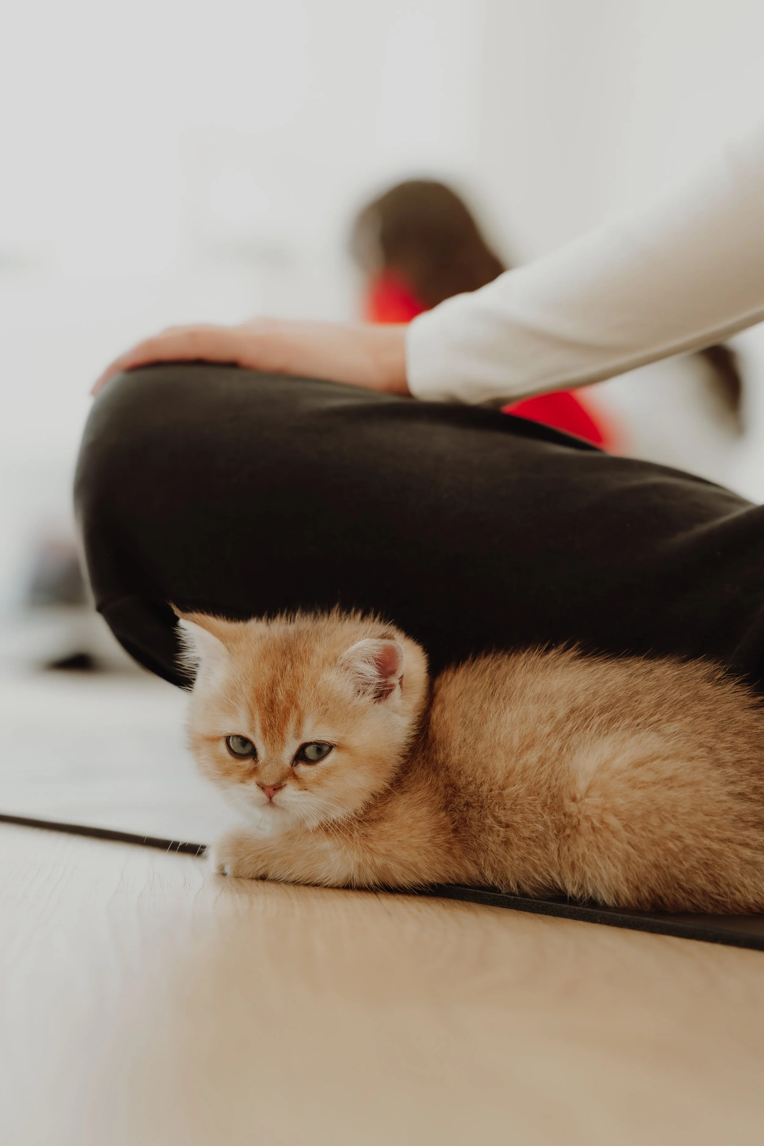 A small ginger kitten resting on a wooden floor next to a yoga mat, with a person in the background doing yoga, blurred out.